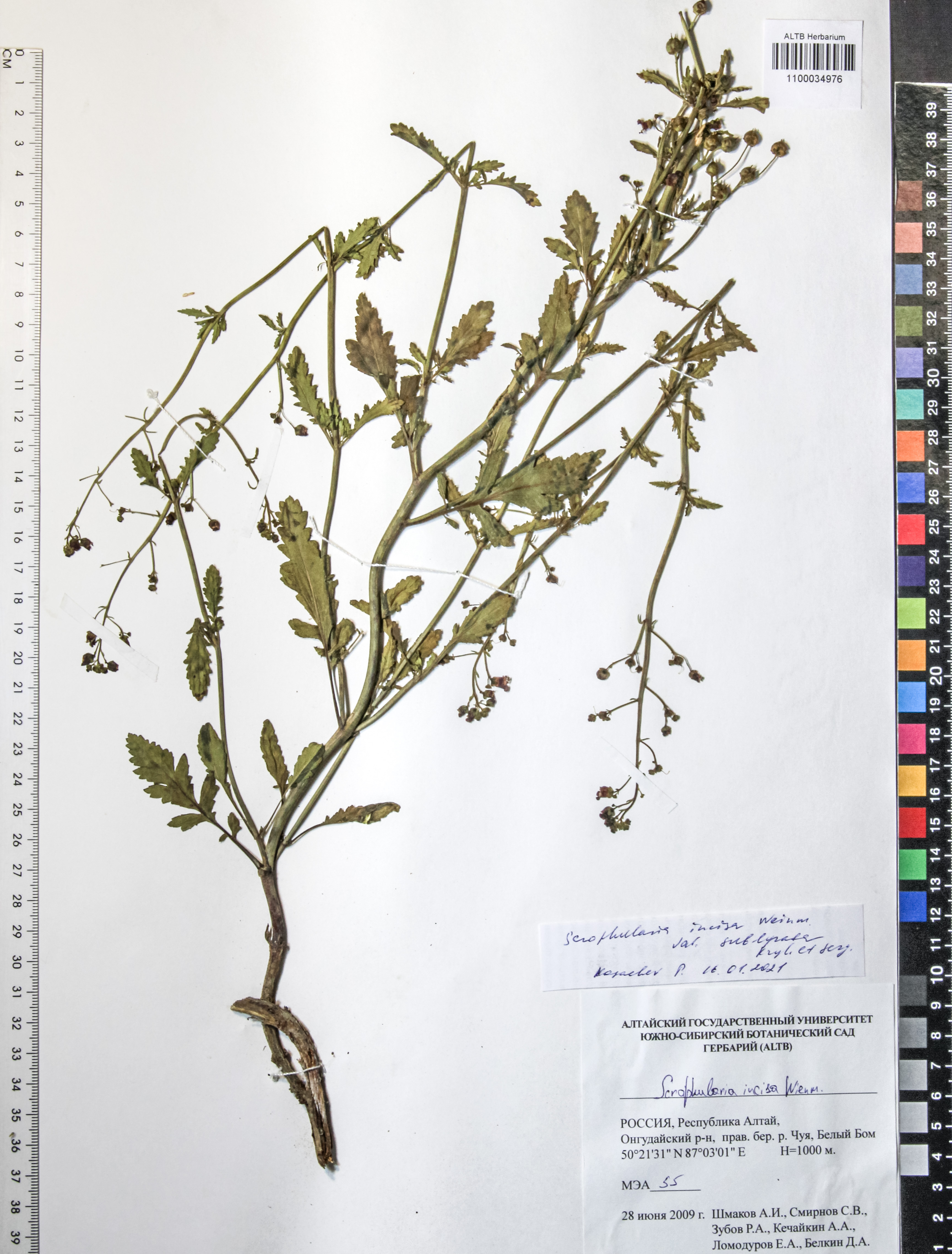 Scrophularia incisa Weinm.