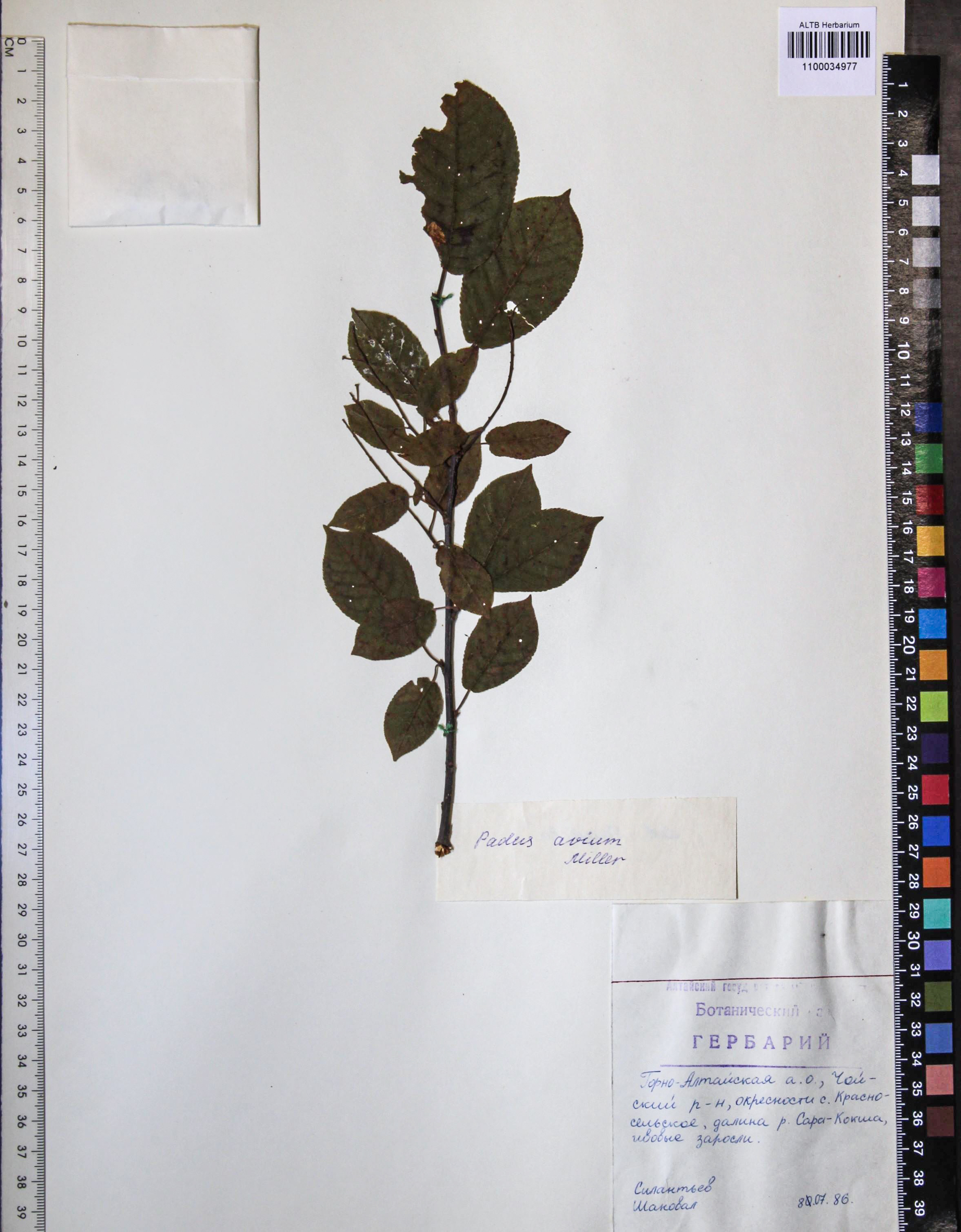 Prunus padus L.