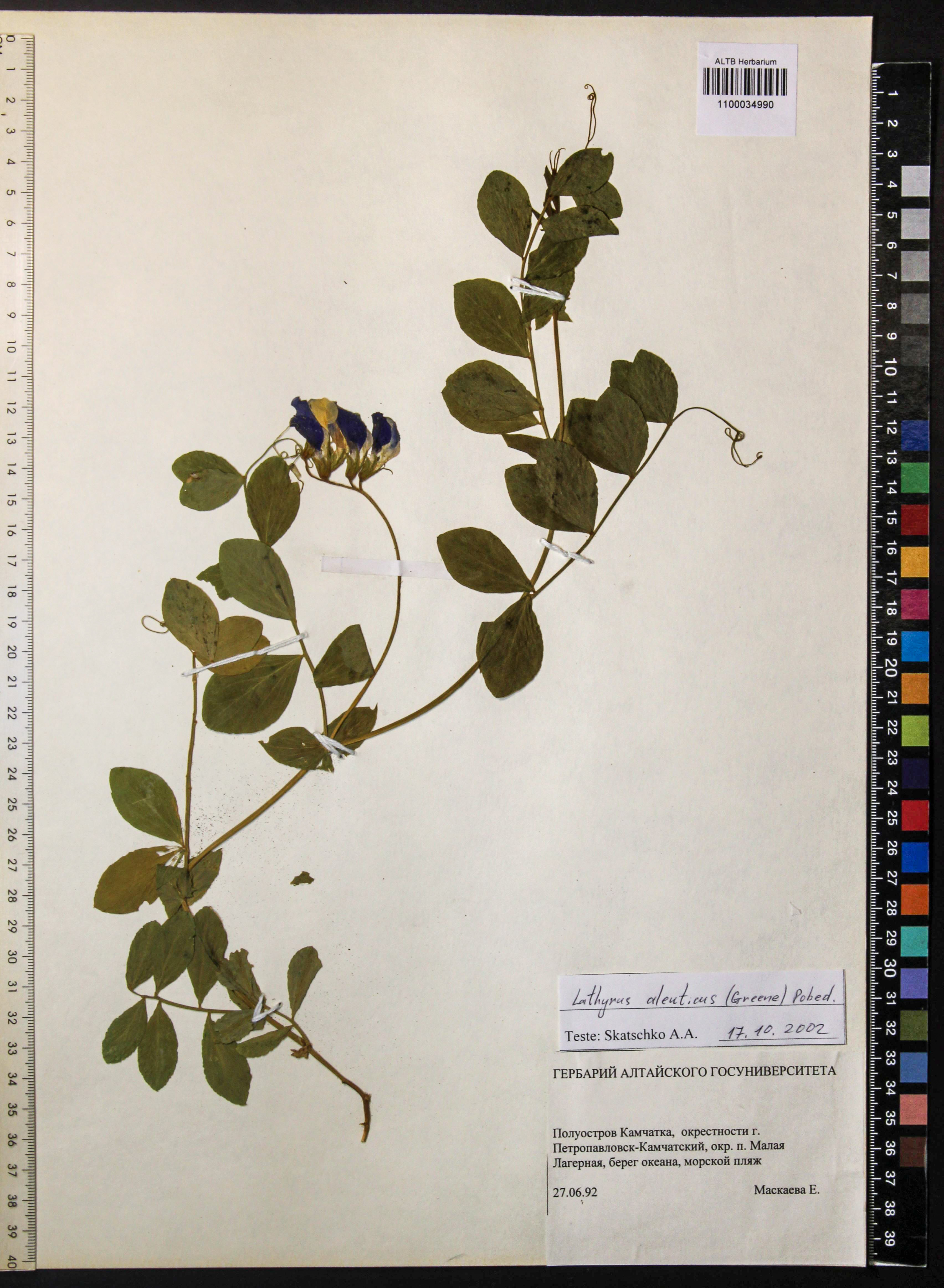 Lathyrus aleuticus (Greene) Pobed.