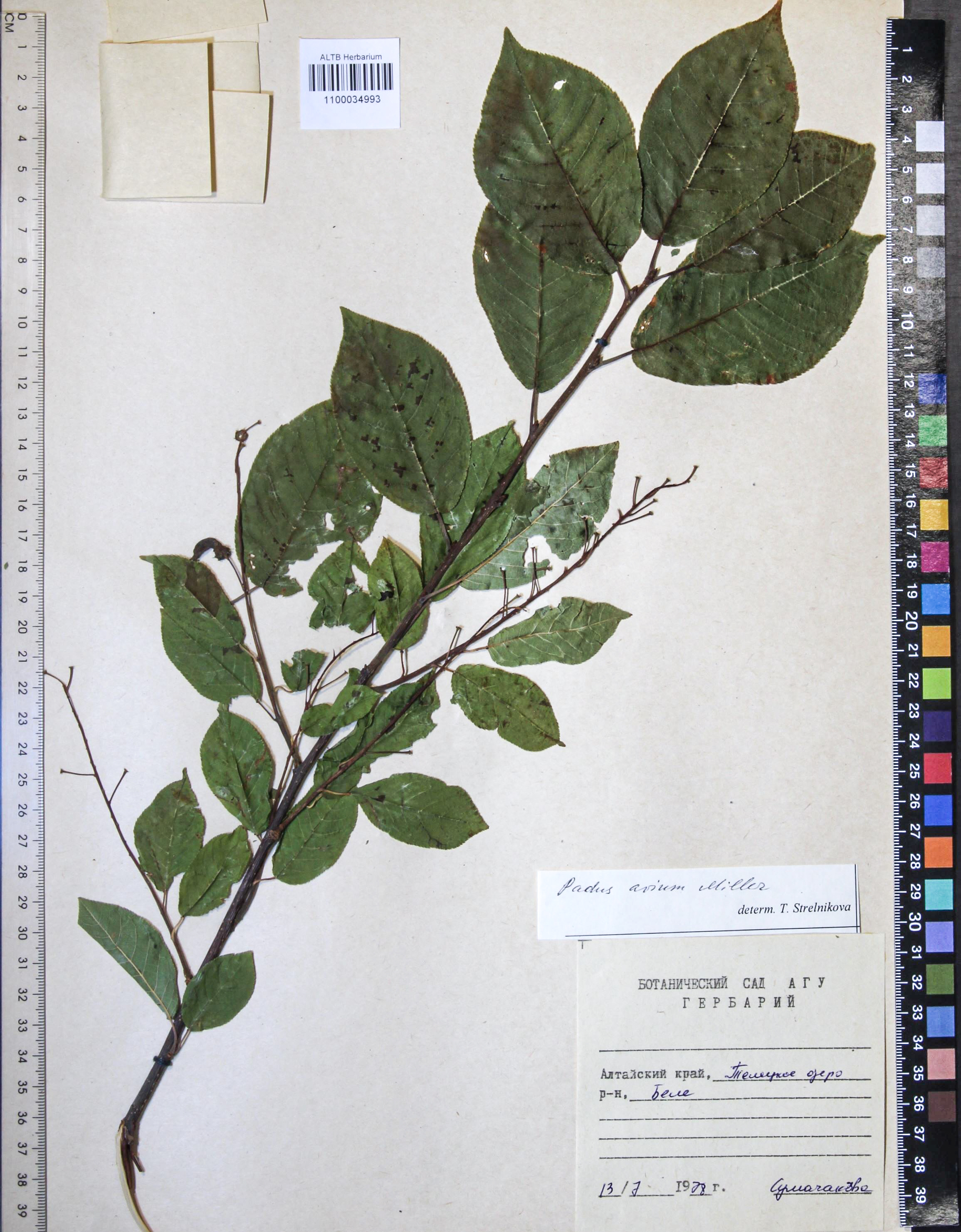 Prunus padus L.