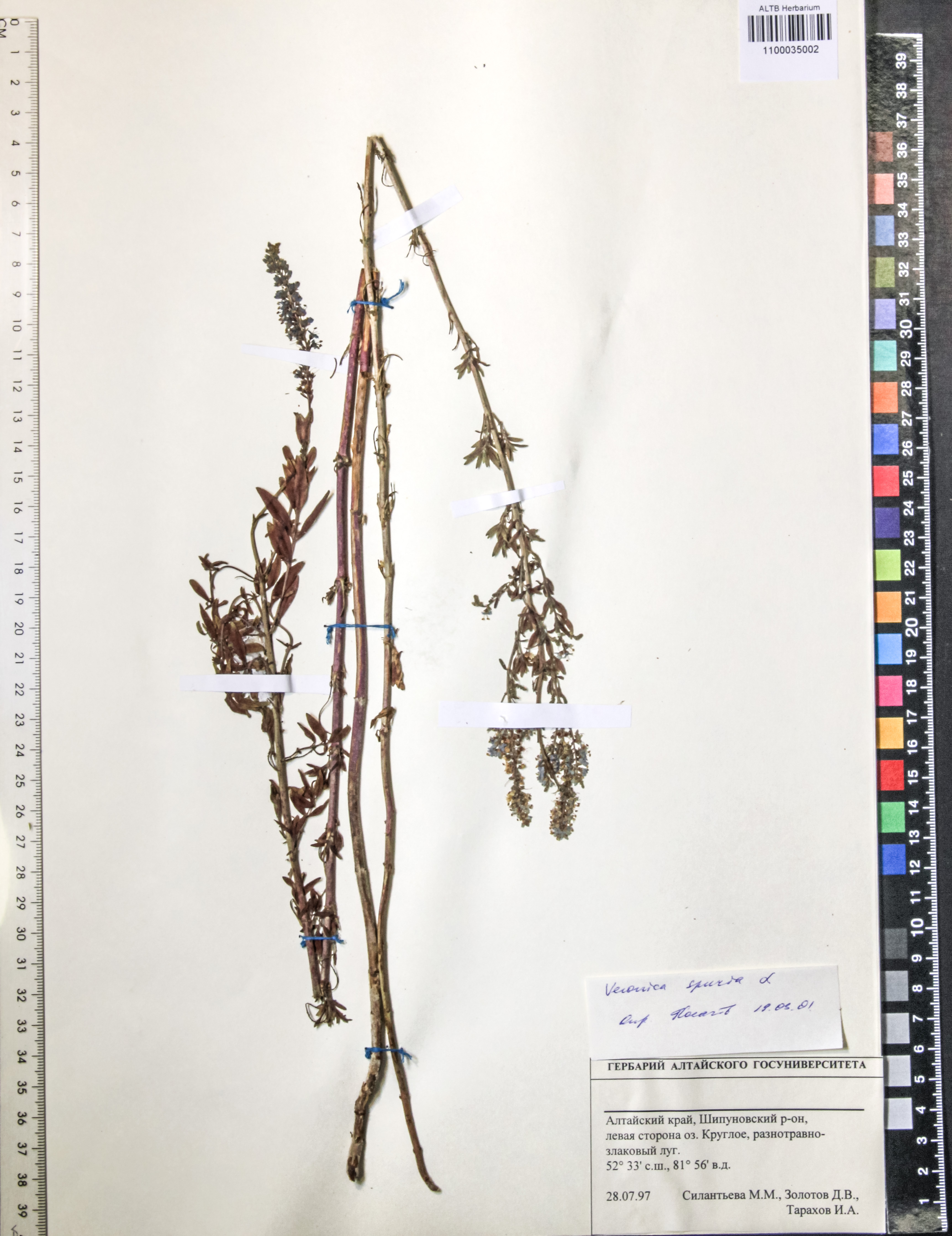 Veronica spuria L.