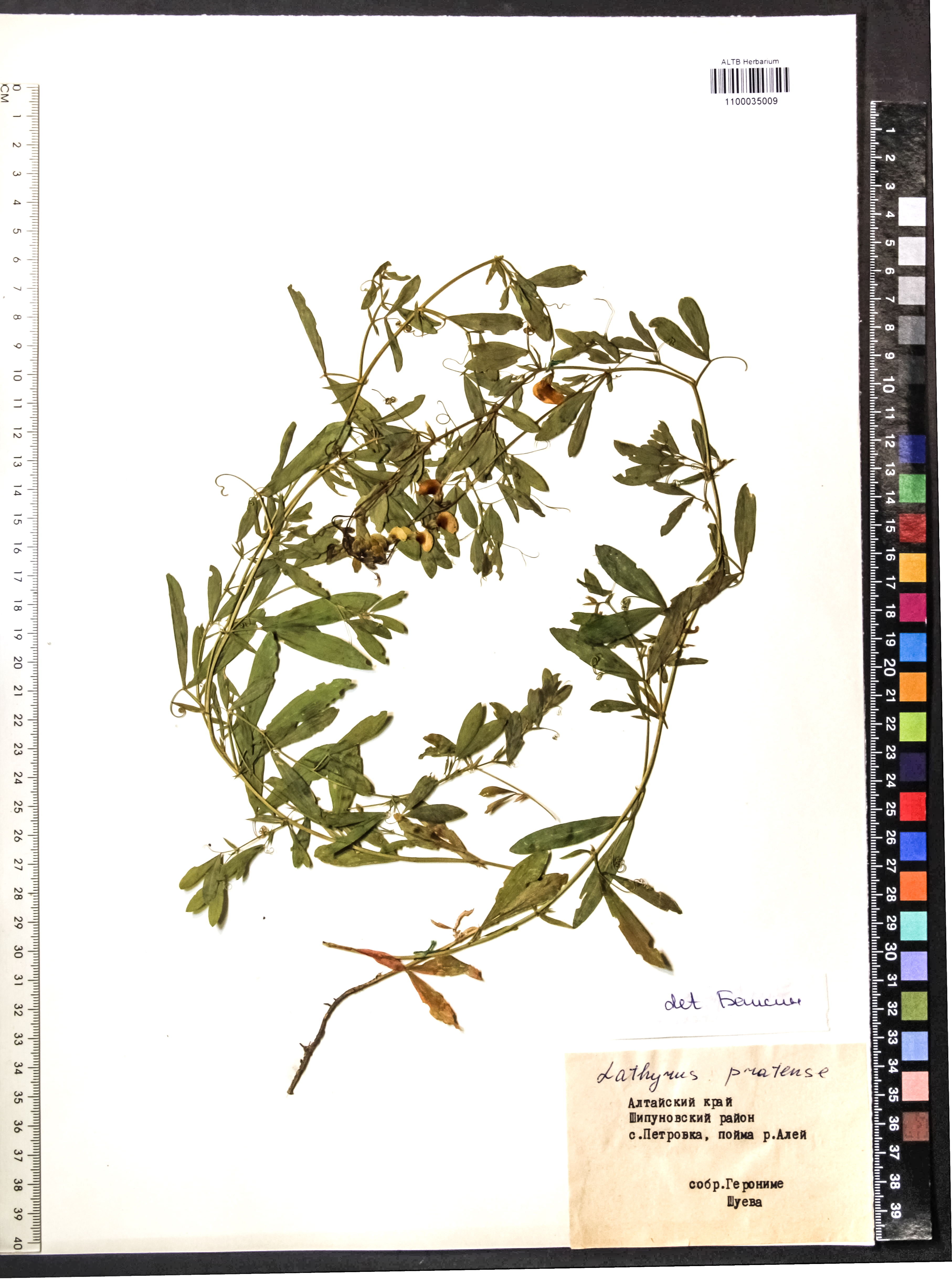 Lathyrus pratensis L.