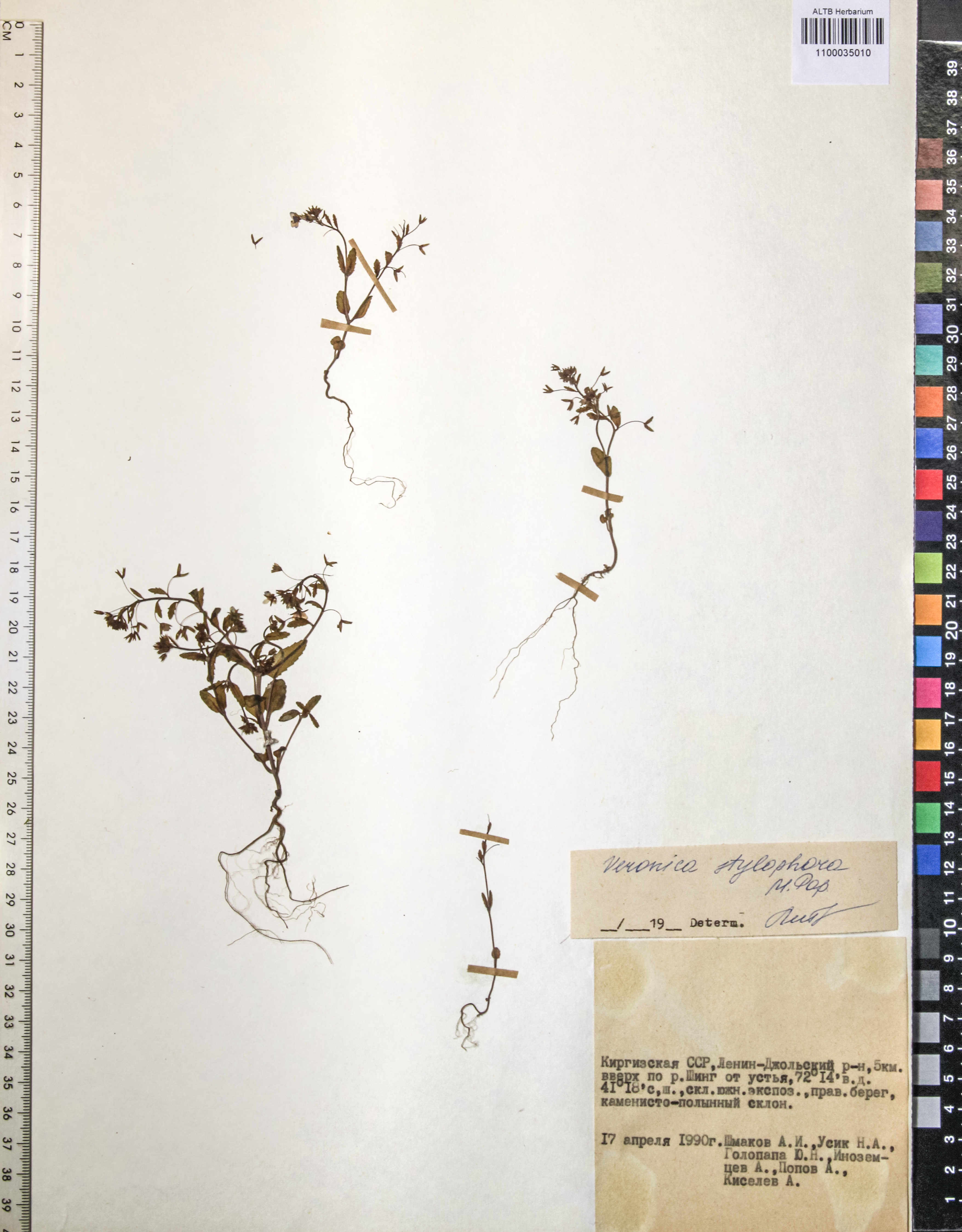 Veronica stylophora Popov