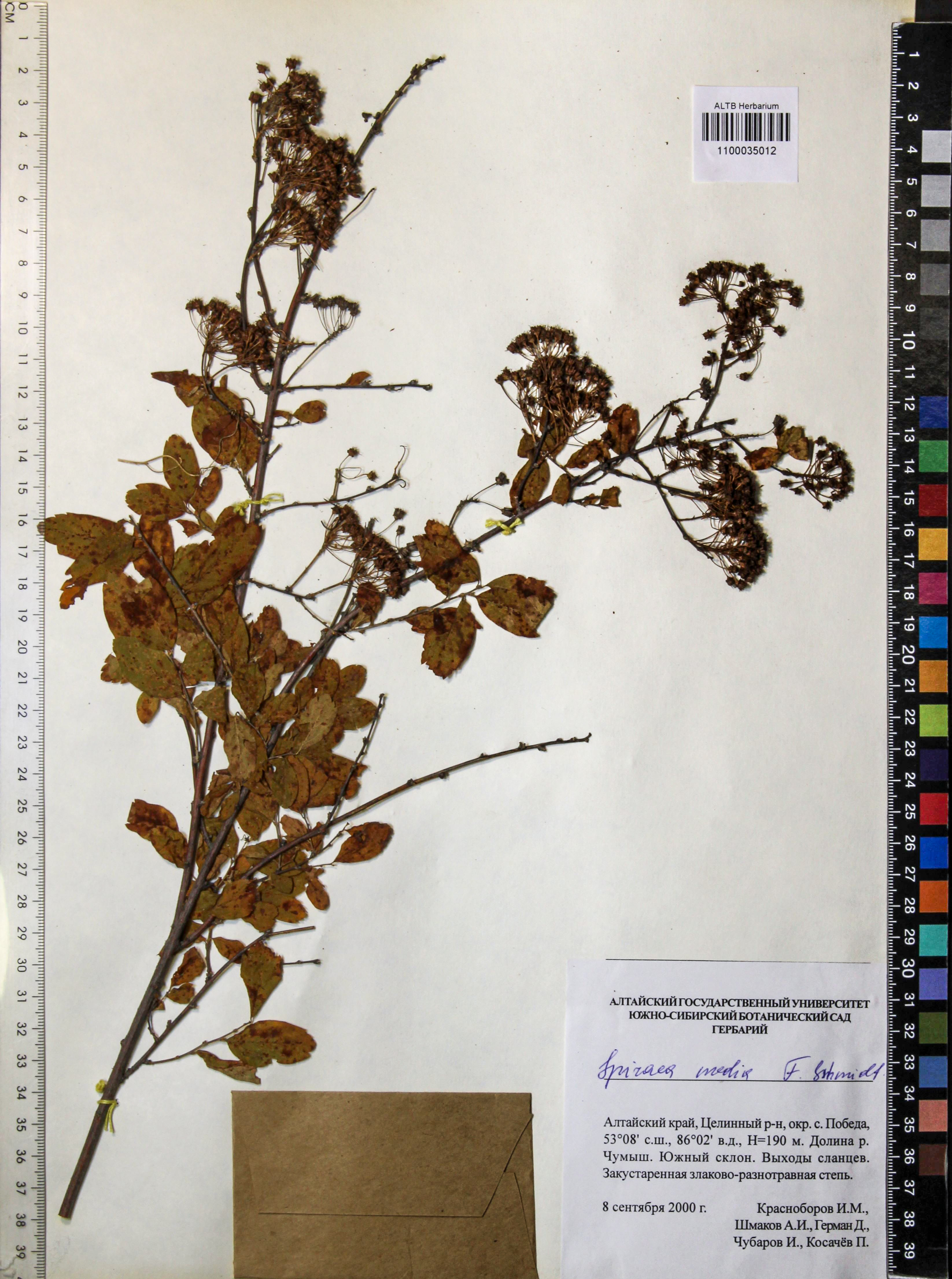Spiraea media Schmidt
