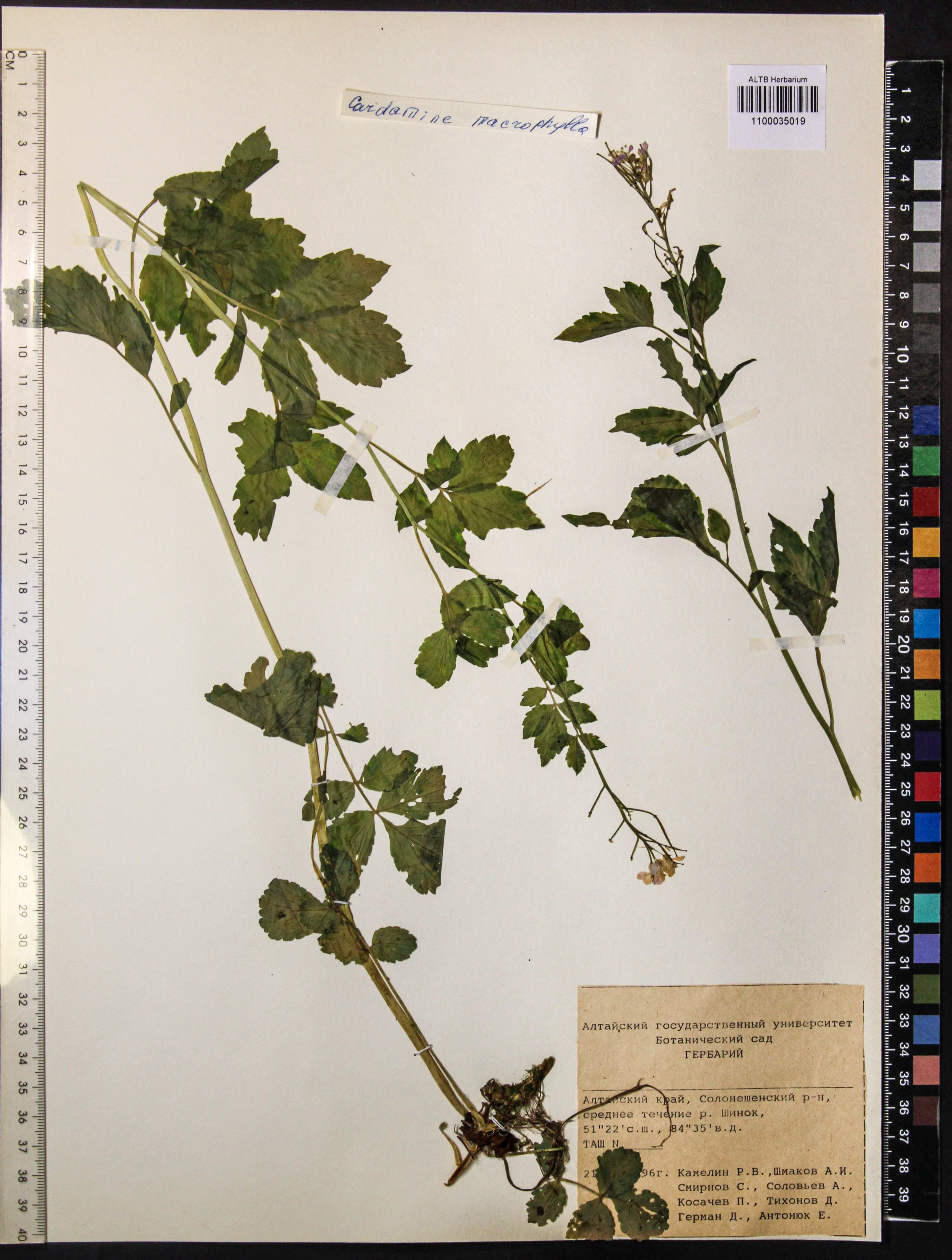 Cardamine macrophylla Willd.