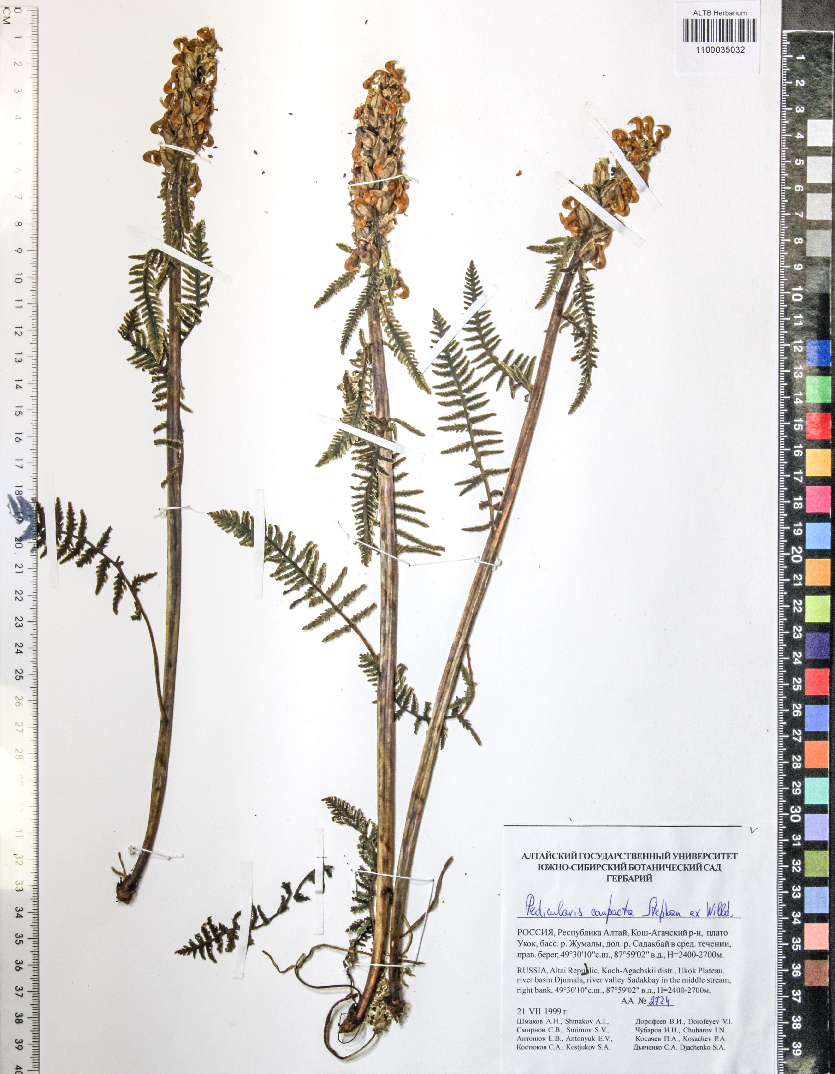 Pedicularis compacta Steph.