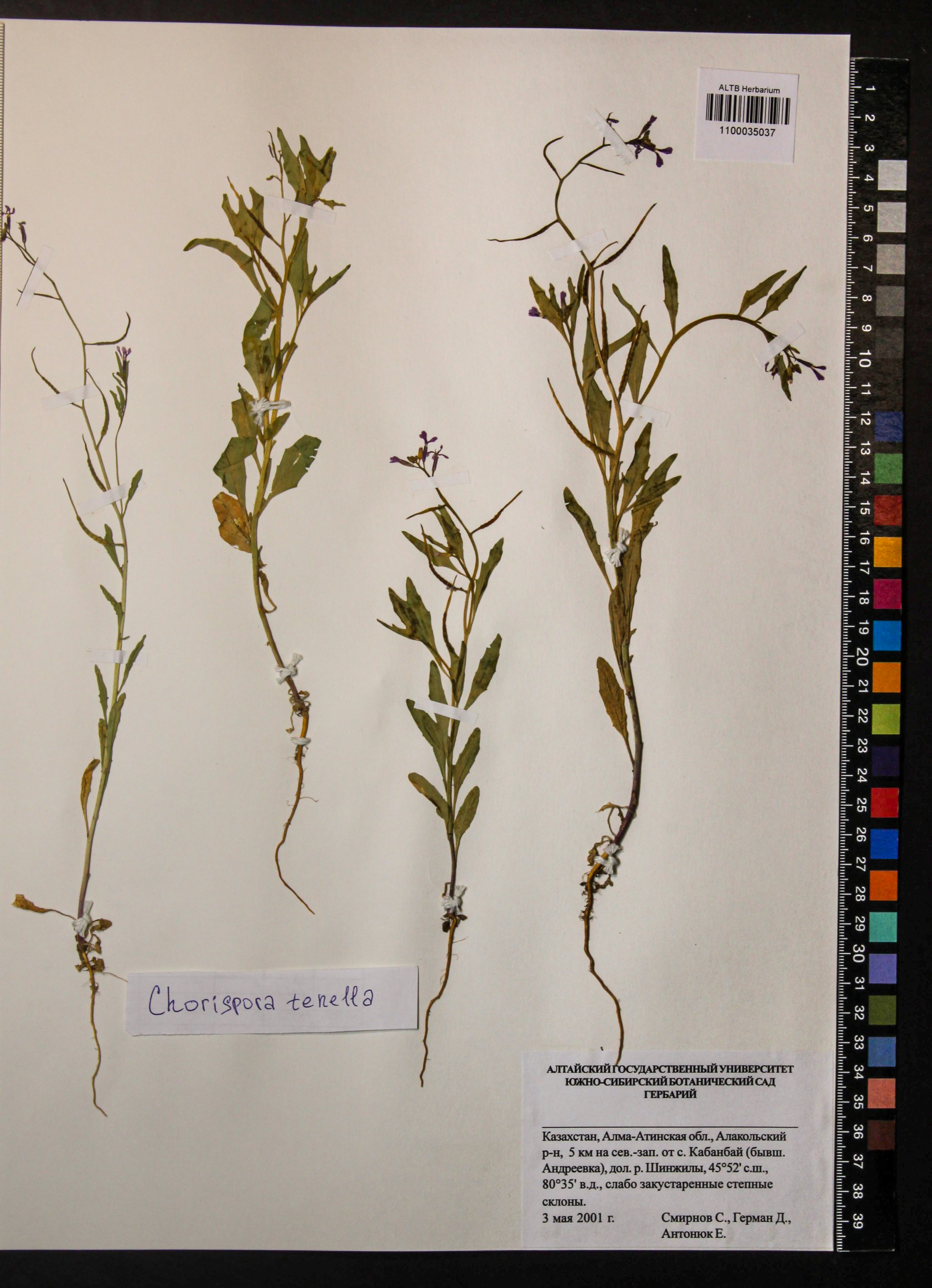 Chorispora tenella (Pall.) DC.