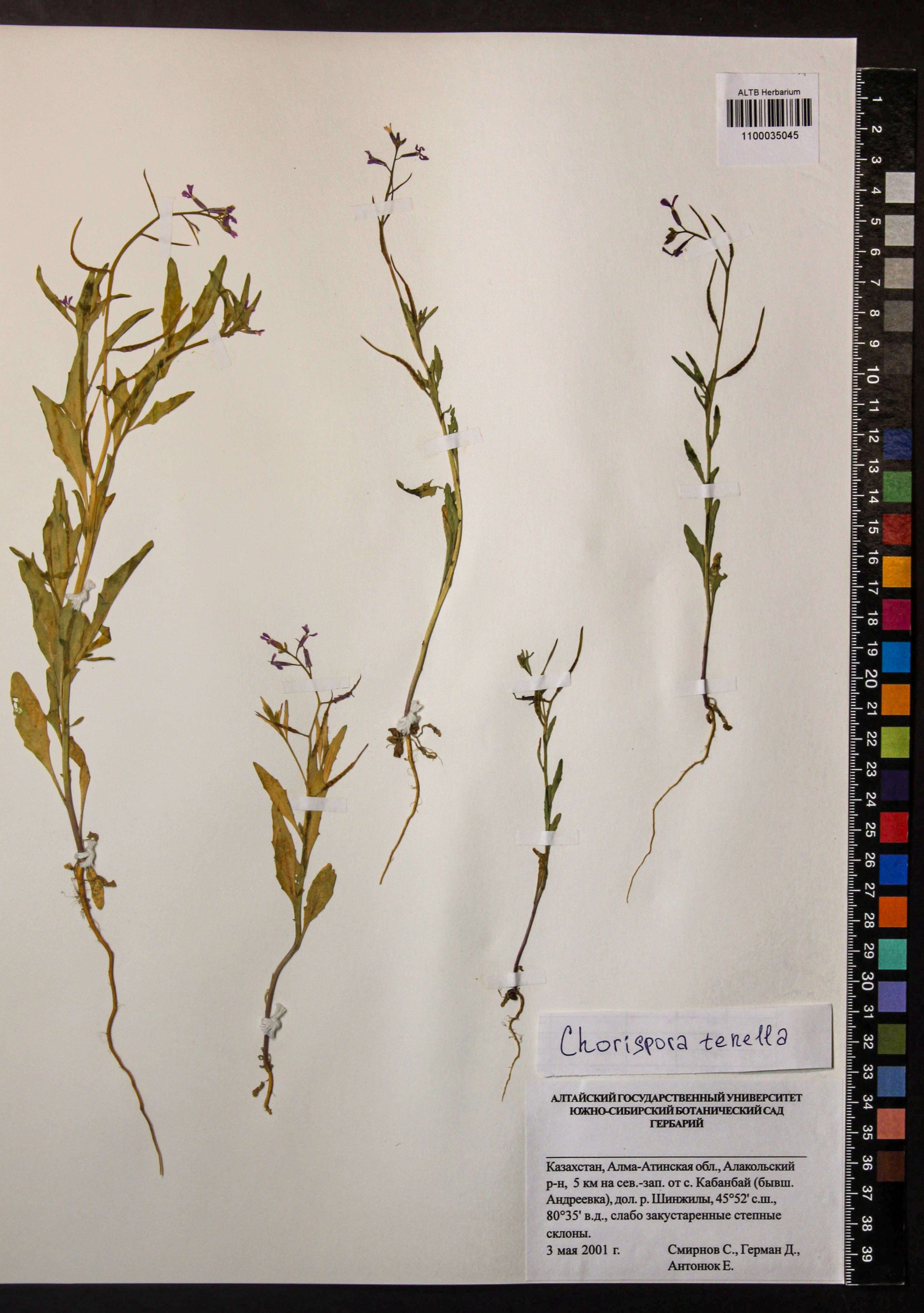 Chorispora tenella (Pall.) DC.