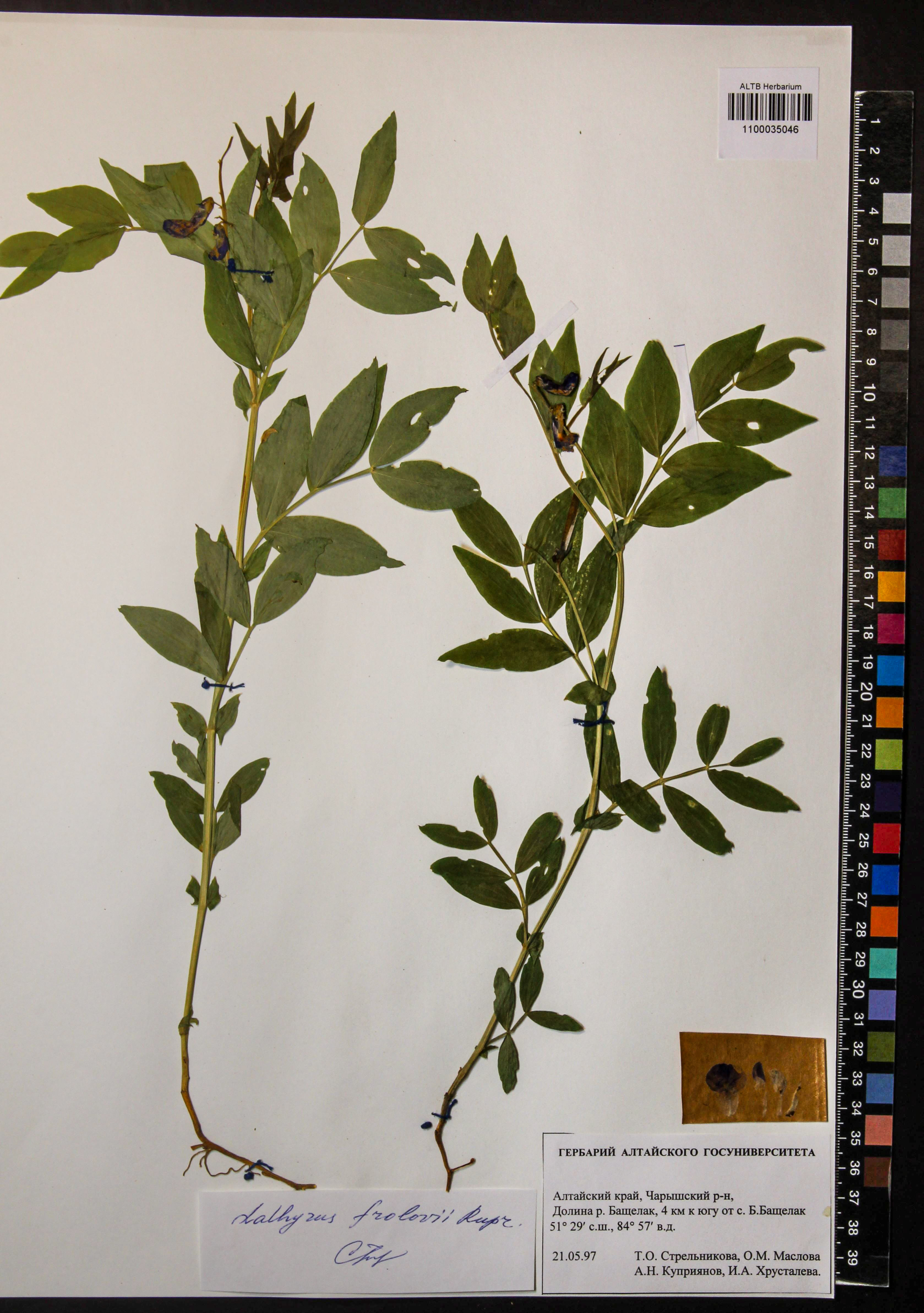 Lathyrus frolovii var. parviflora Revuschkin