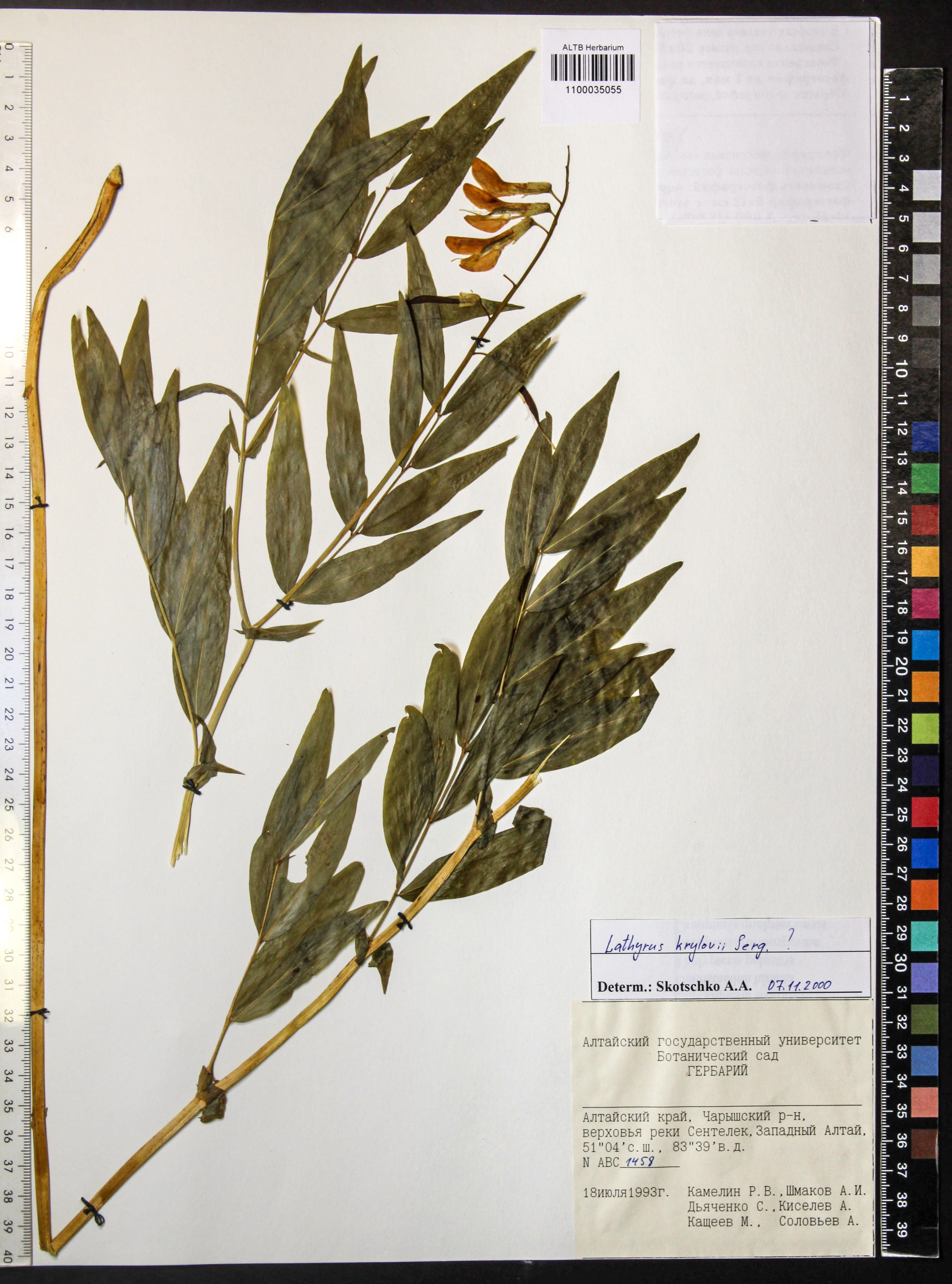 Lathyrus krylovii Serg.
