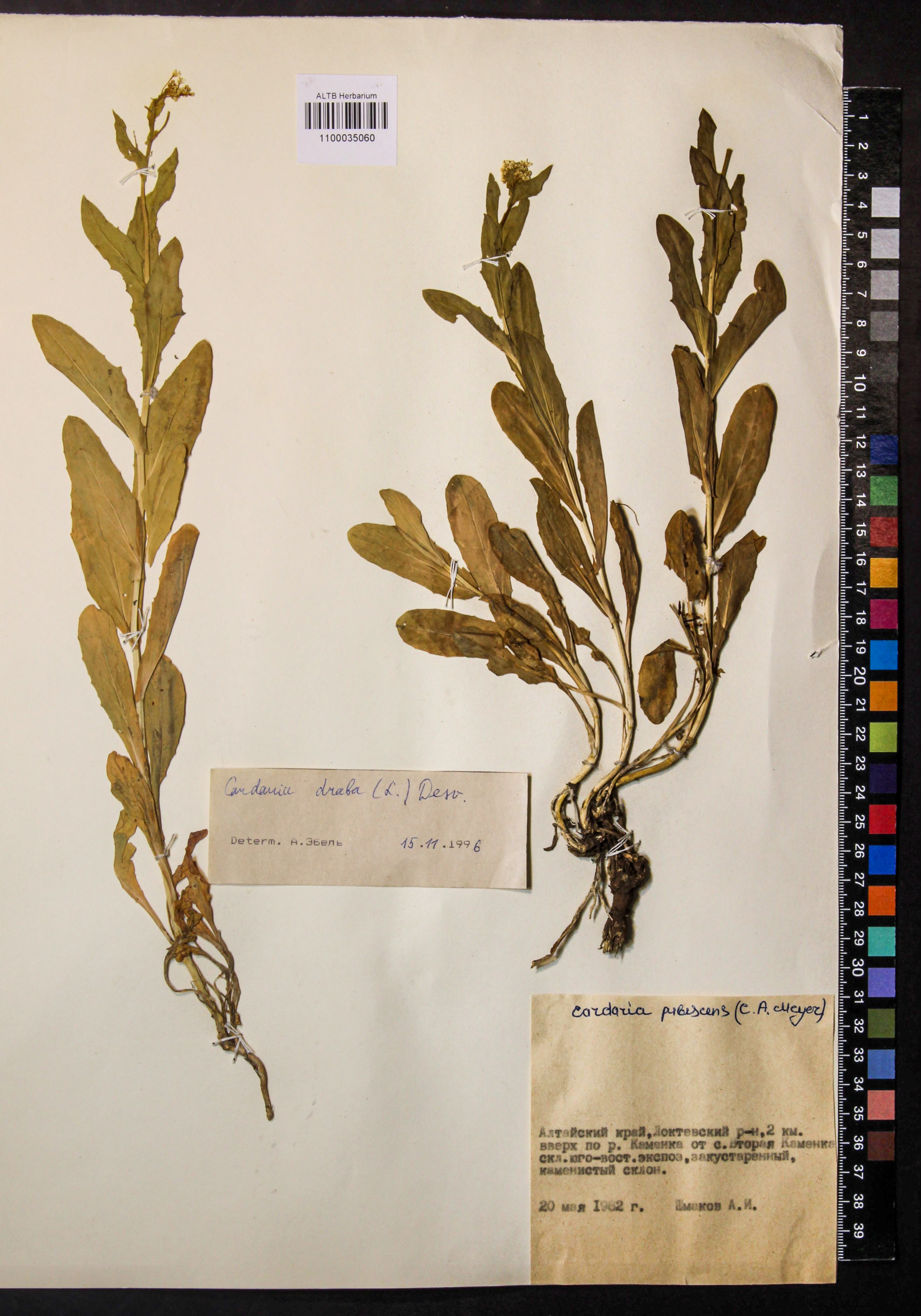Cardaria draba (L.) Desv.
