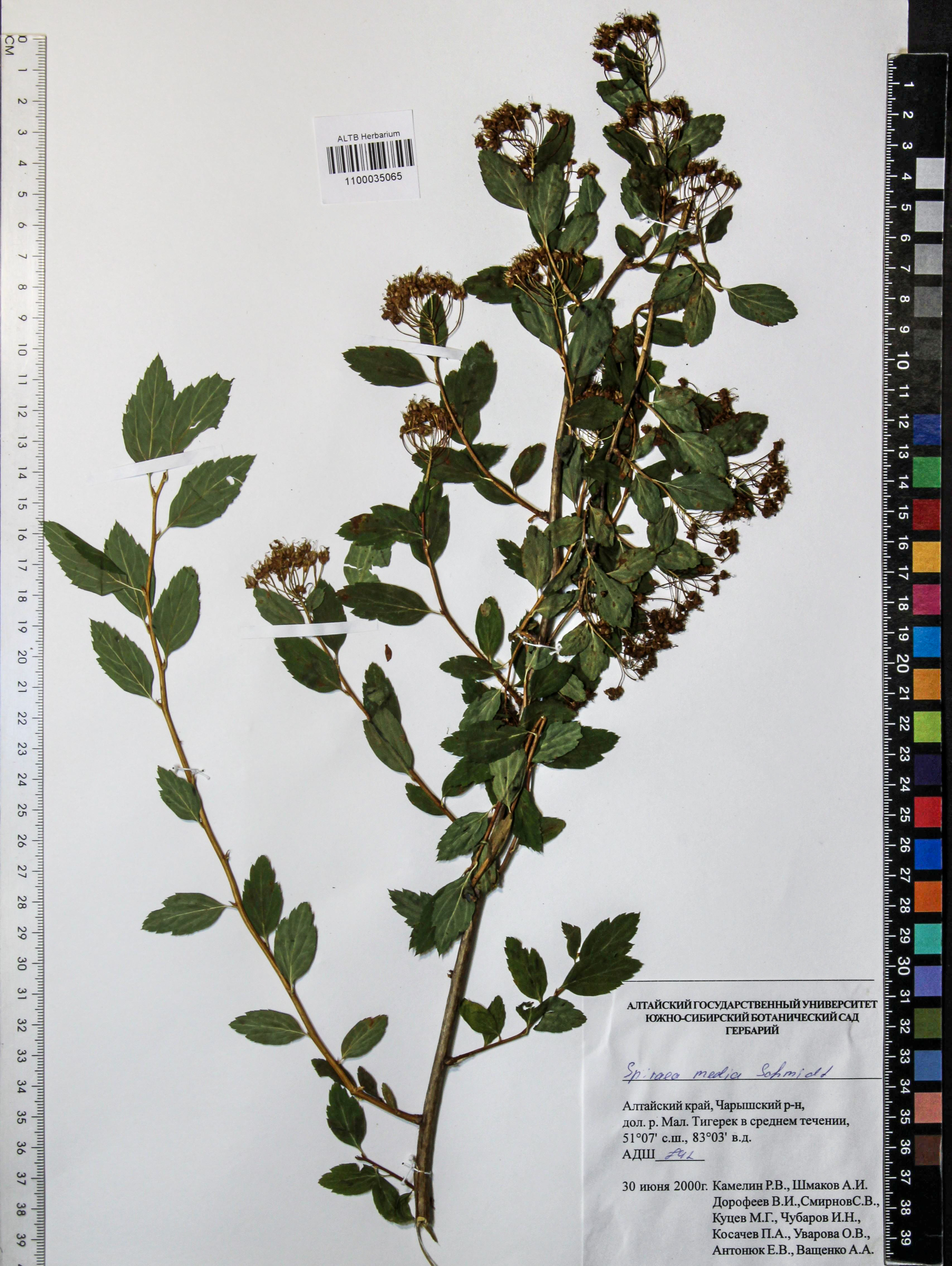 Spiraea media Schmidt