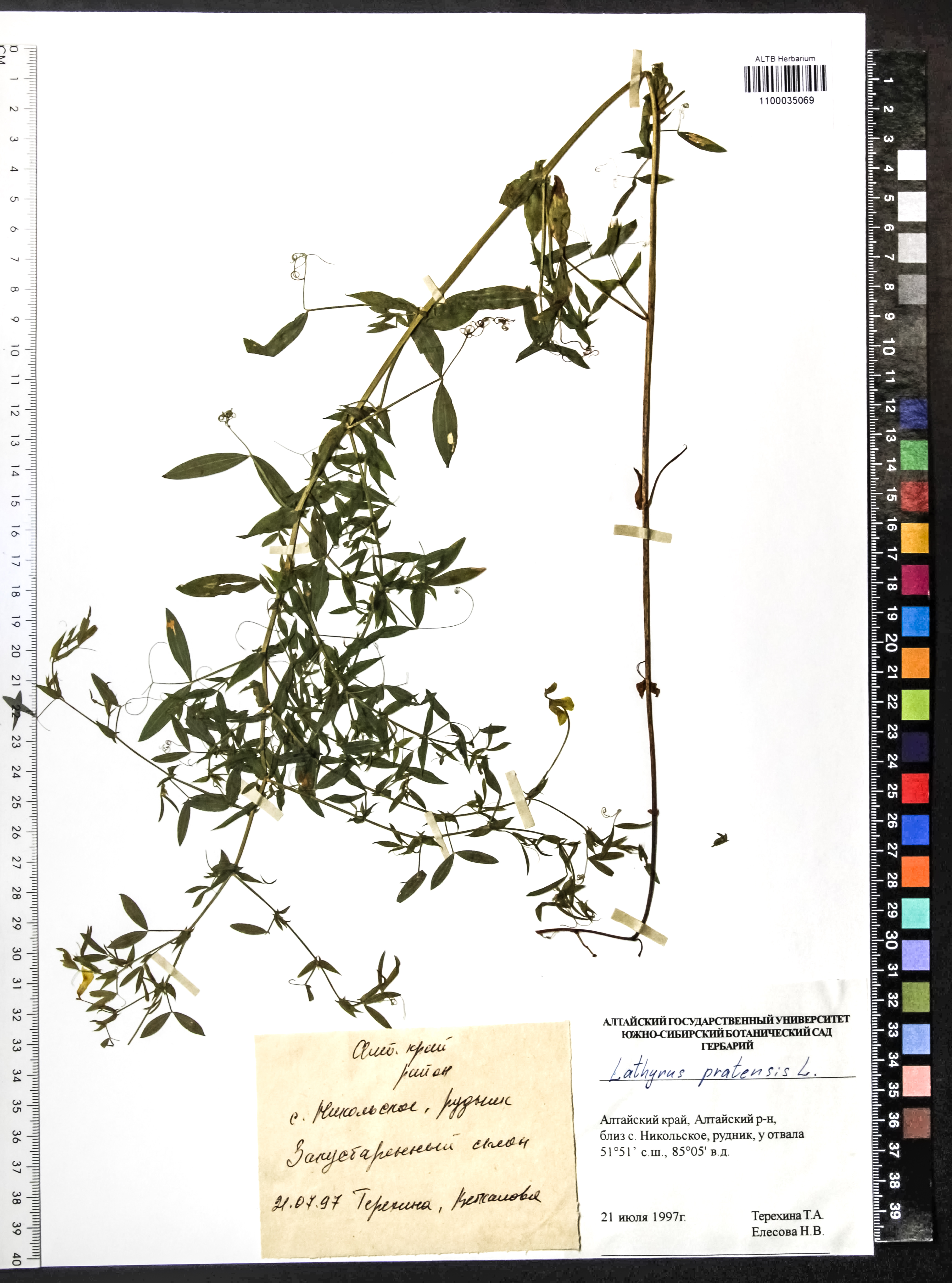 Lathyrus pratensis L.