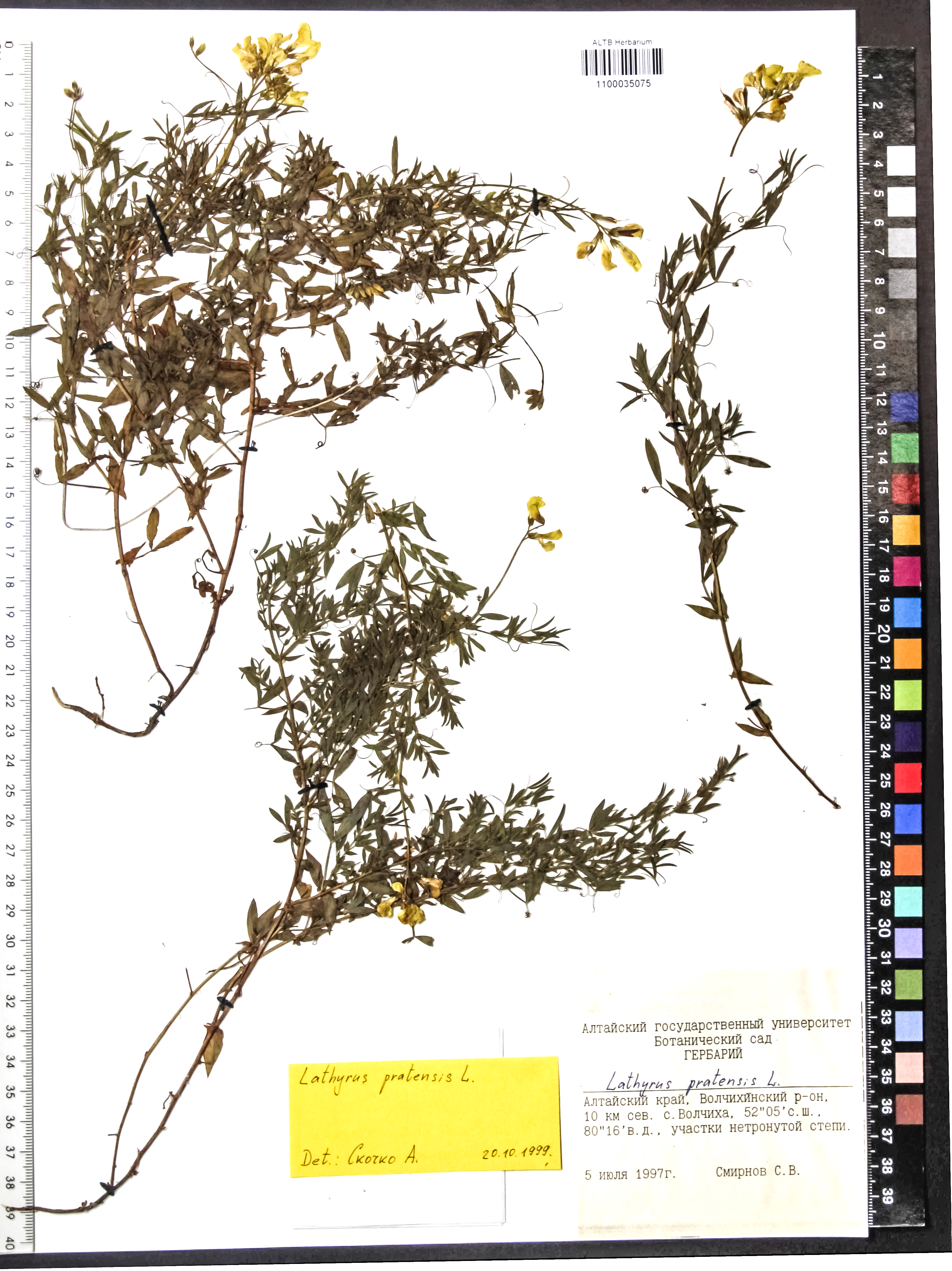 Lathyrus pratensis L.