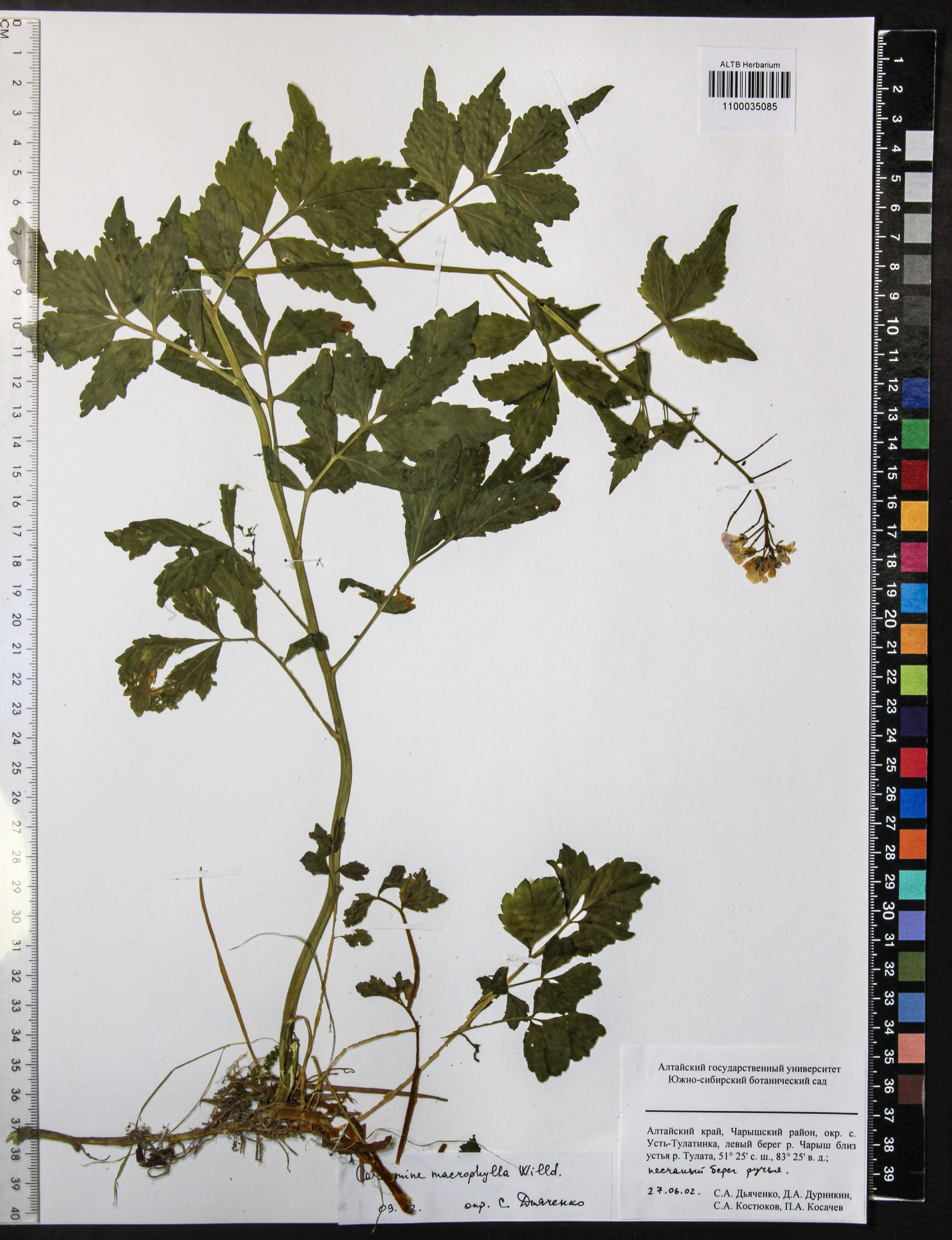 Cardamine macrophylla Willd.