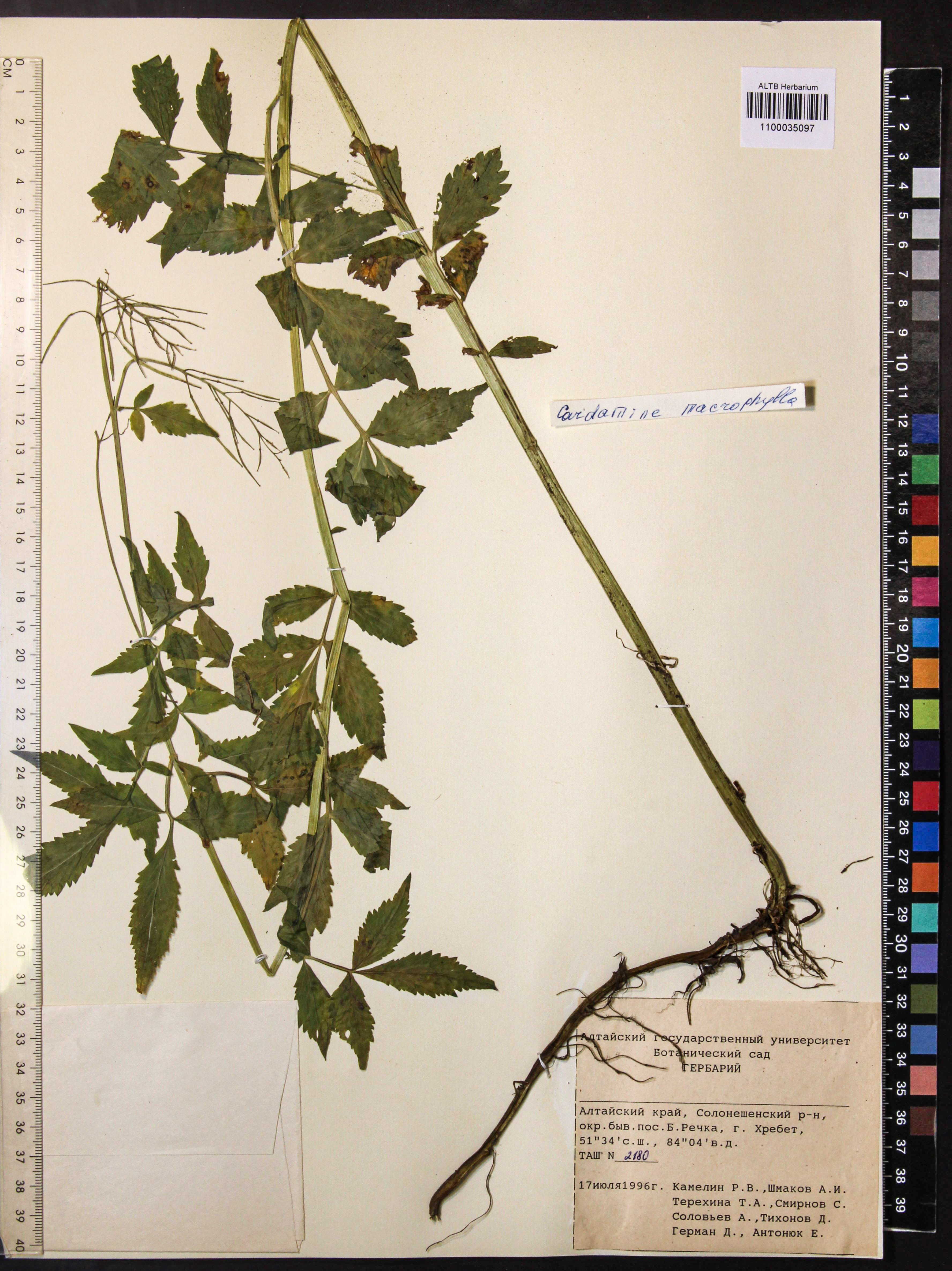 Cardamine macrophylla Willd.