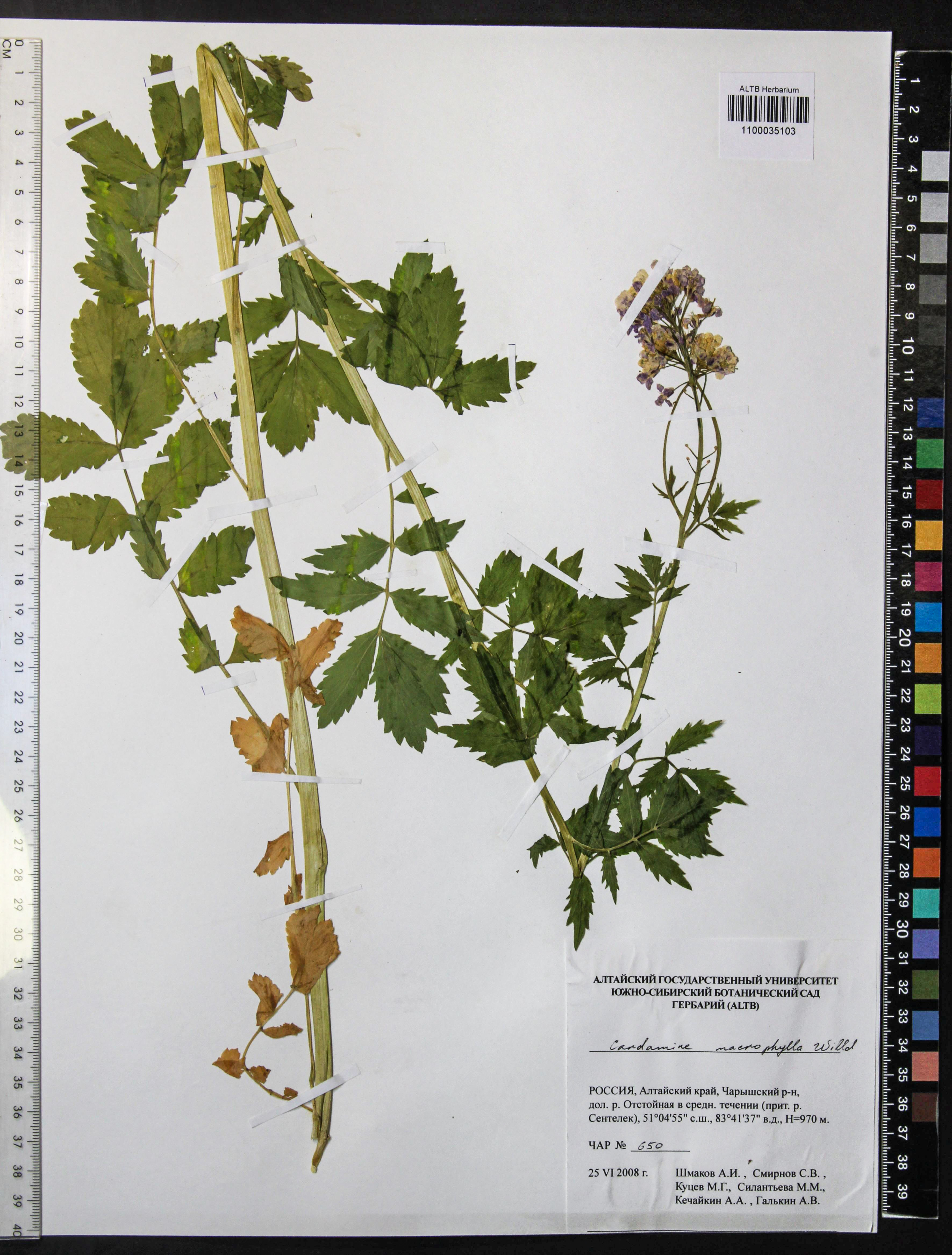 Cardamine macrophylla Willd.