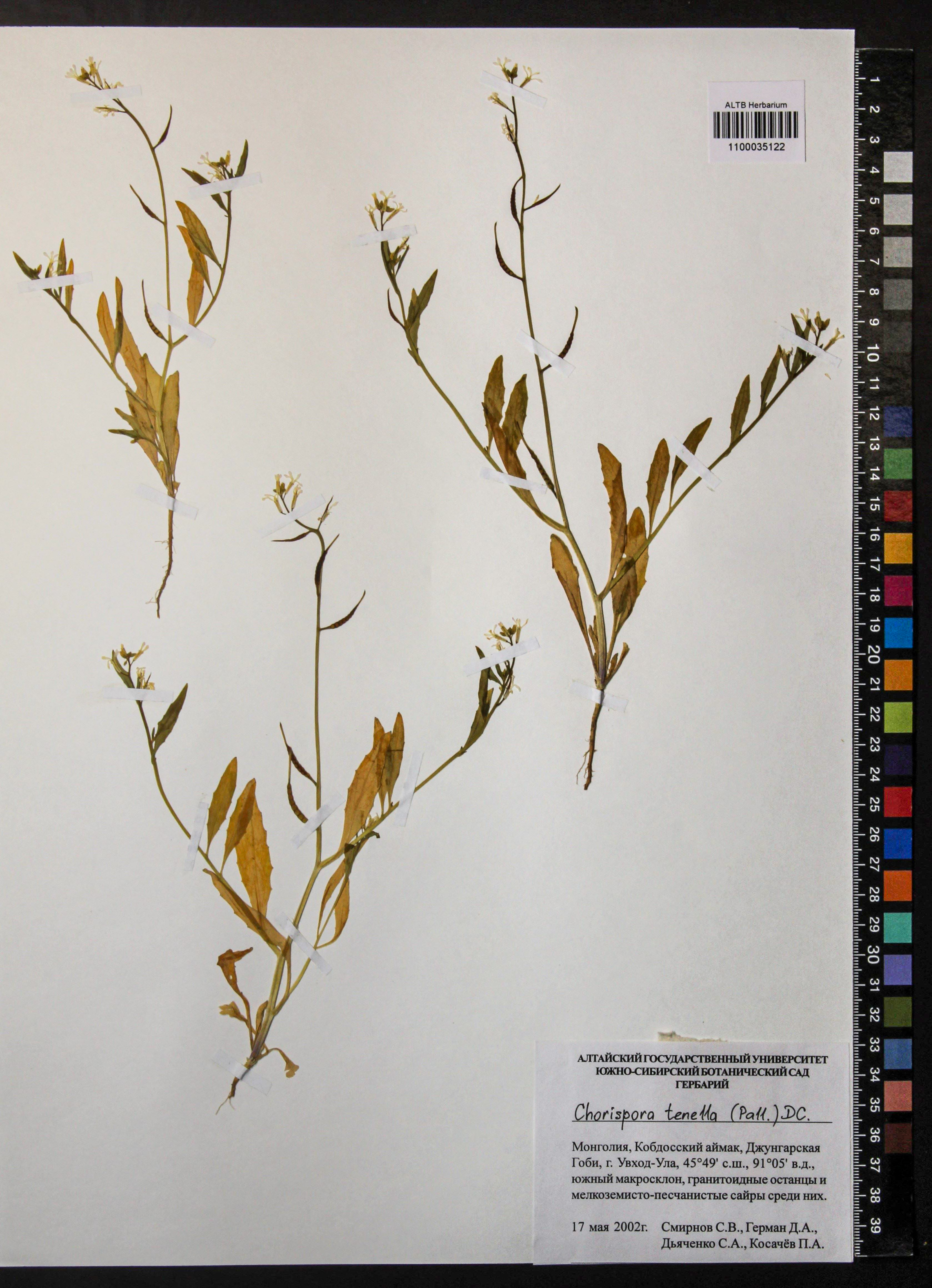 Chorispora tenella (Pall.) DC.