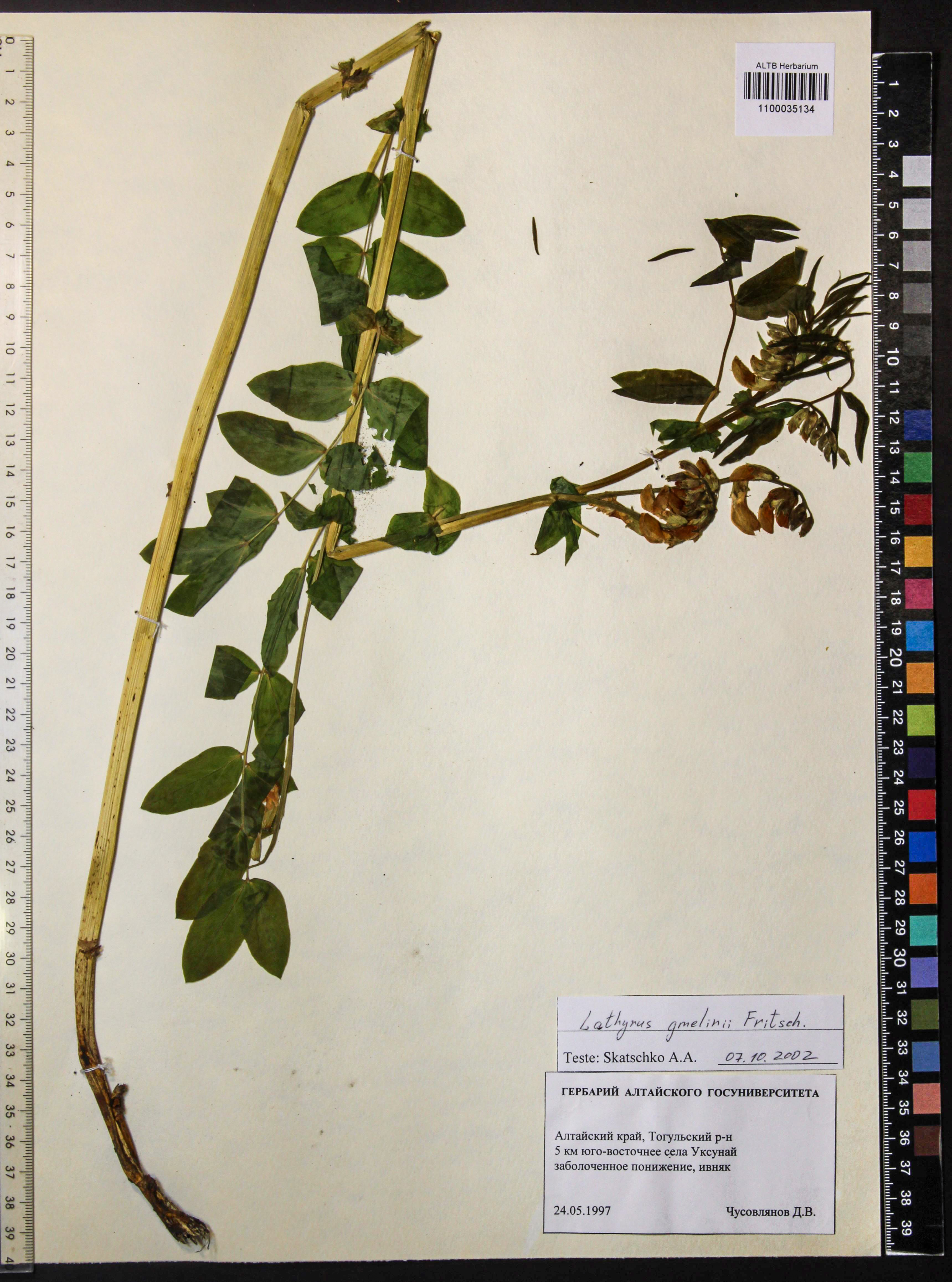 Lathyrus gmelinii Fritsch