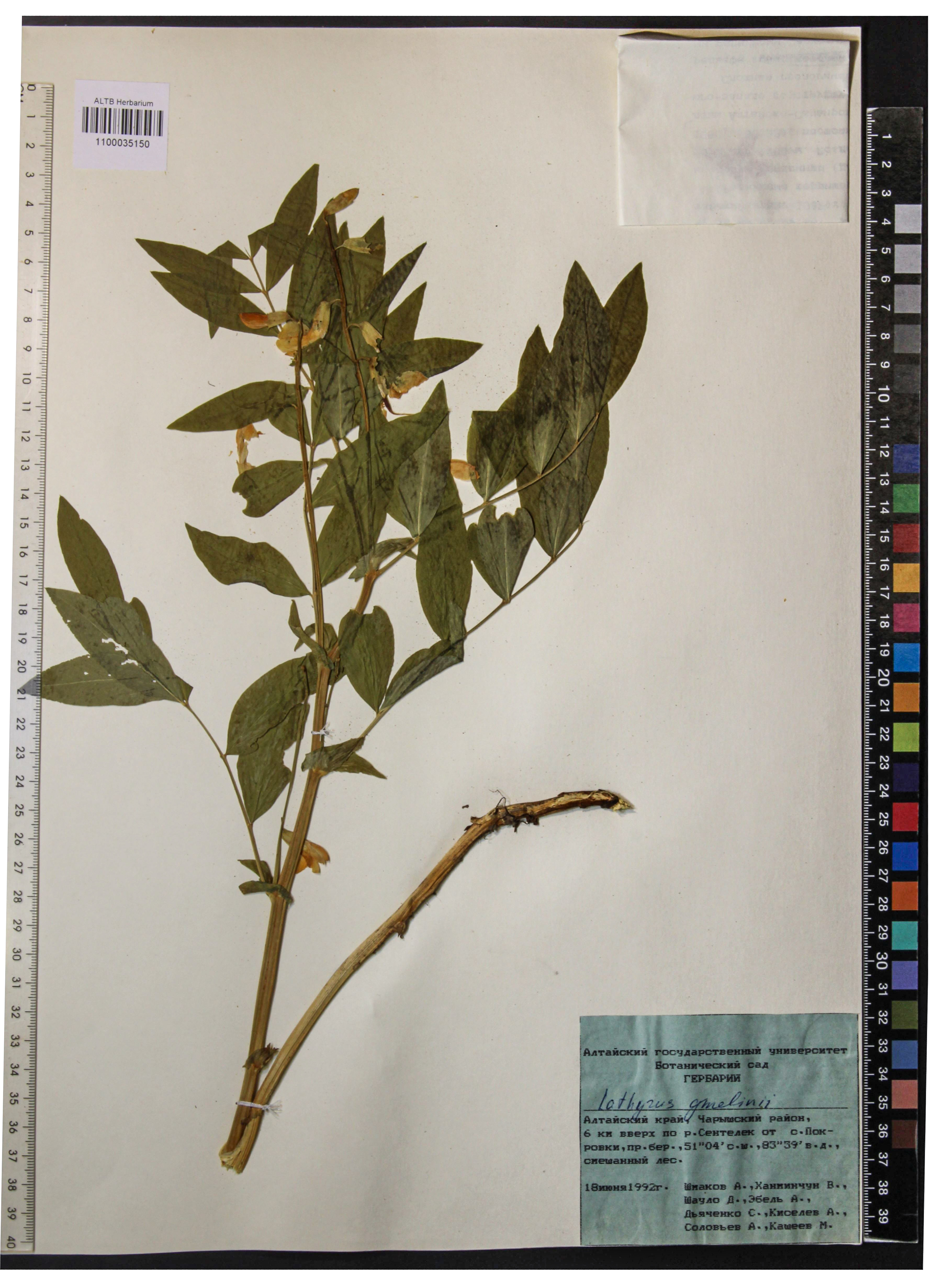 Lathyrus gmelinii Fritsch
