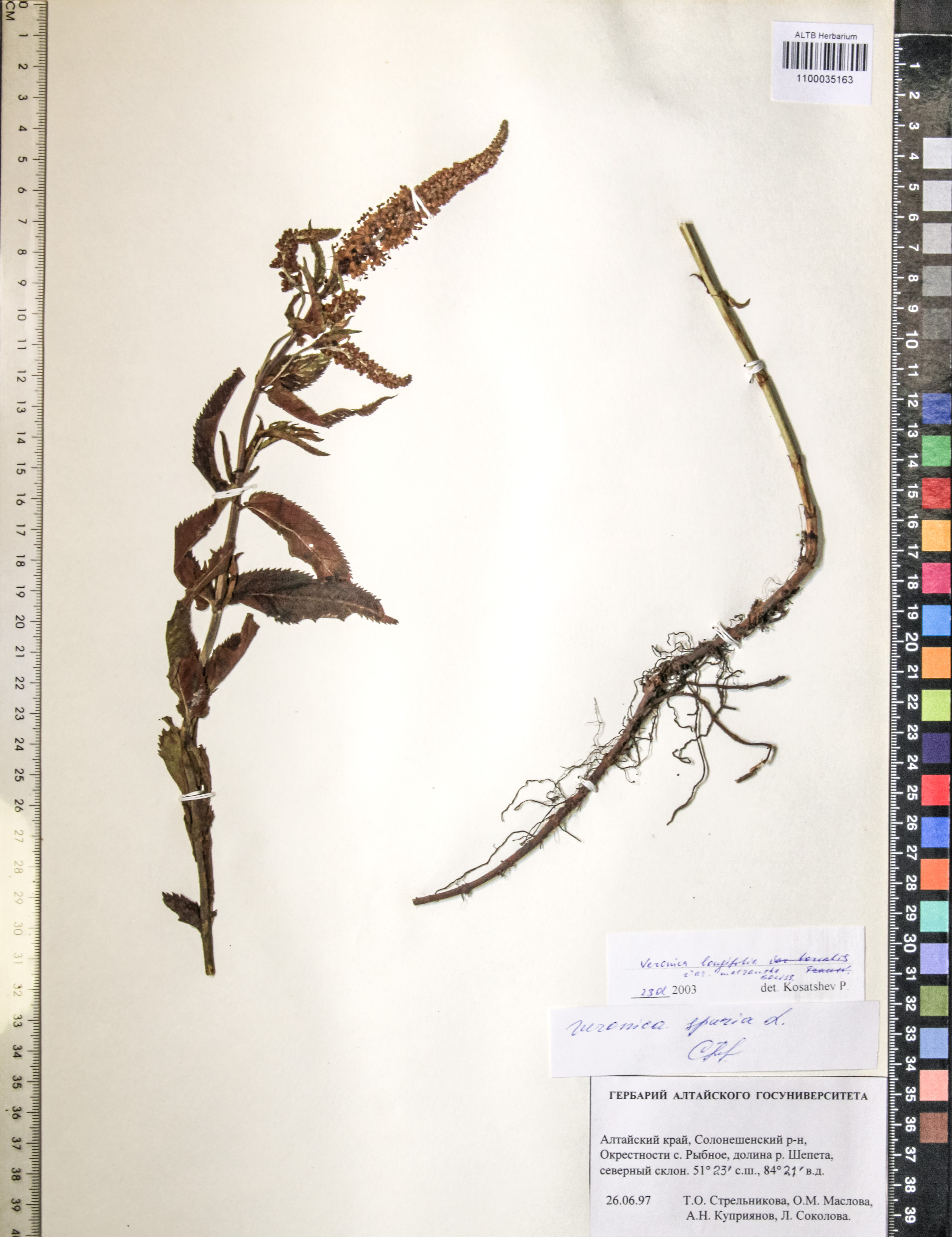 Veronica longifolia L.
