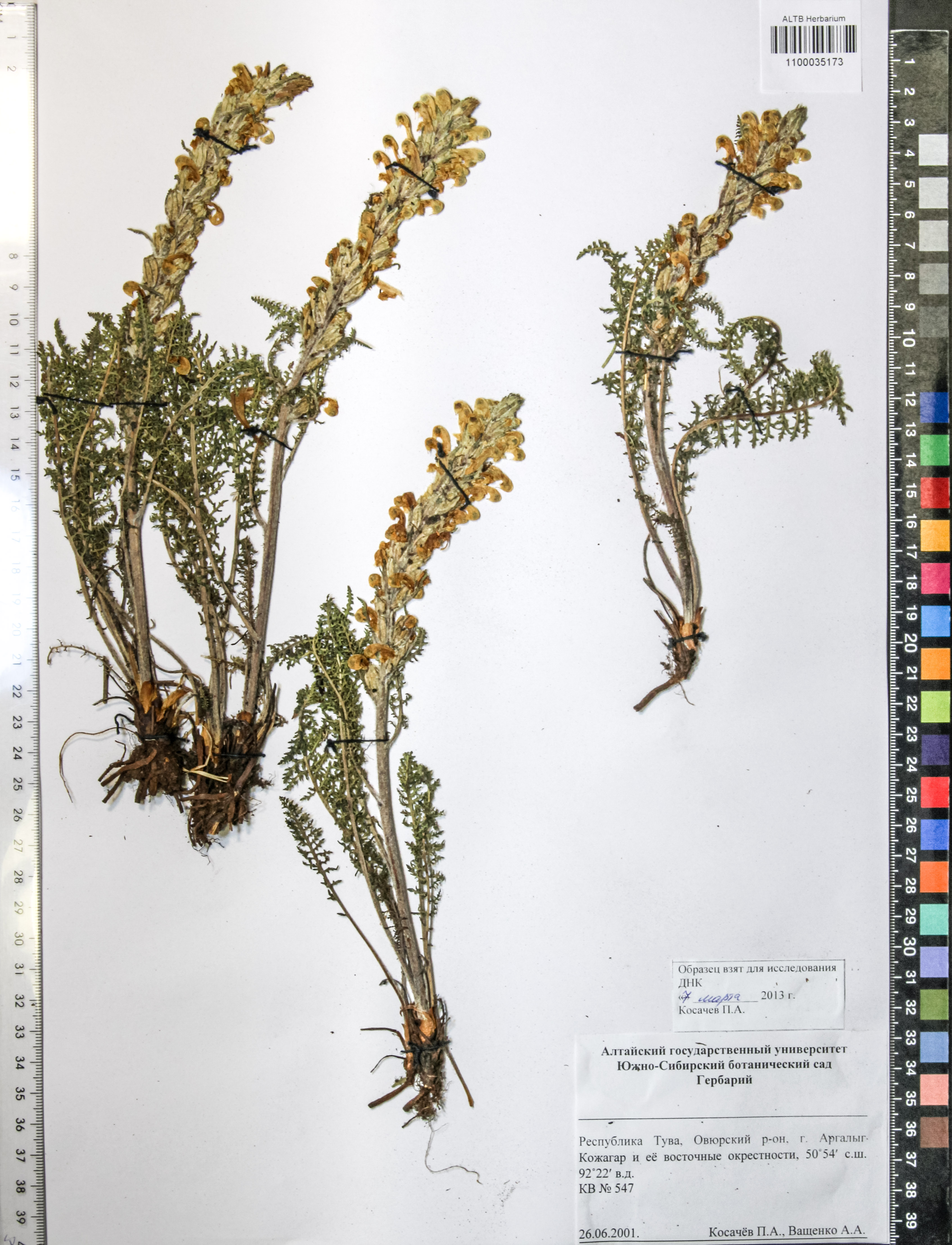 Pedicularis compacta Steph.