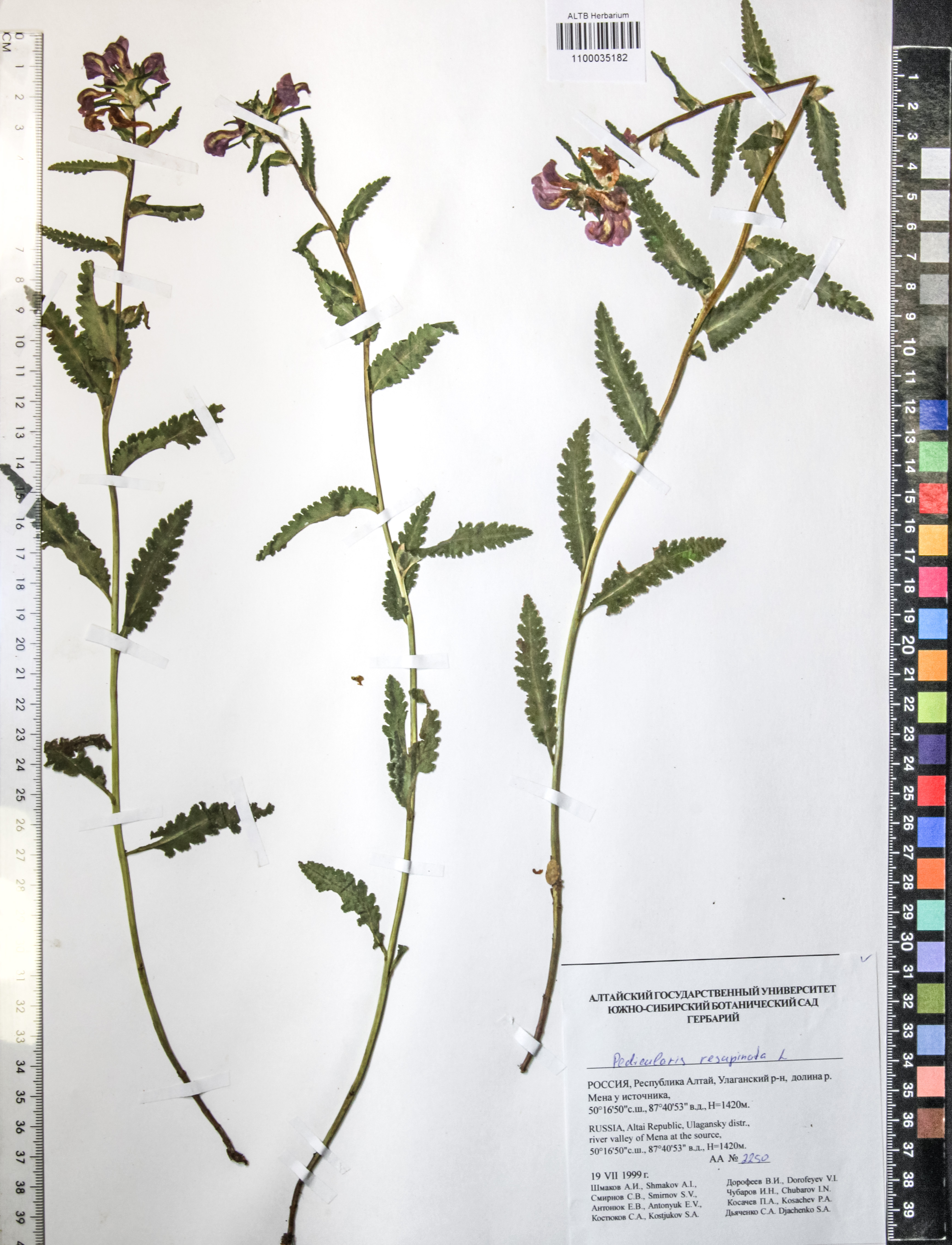 Pedicularis resupinata L.