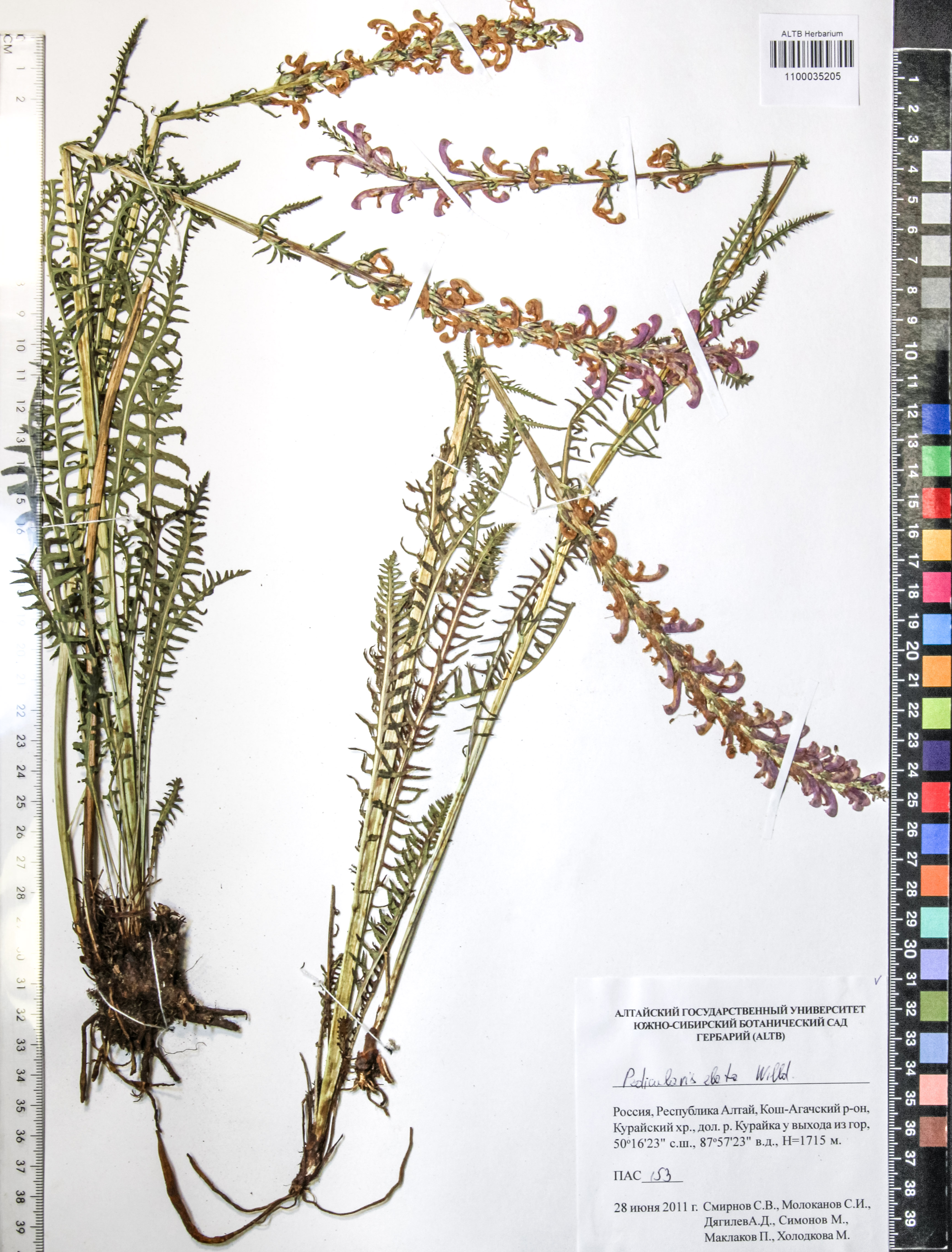 Pedicularis elata Willd