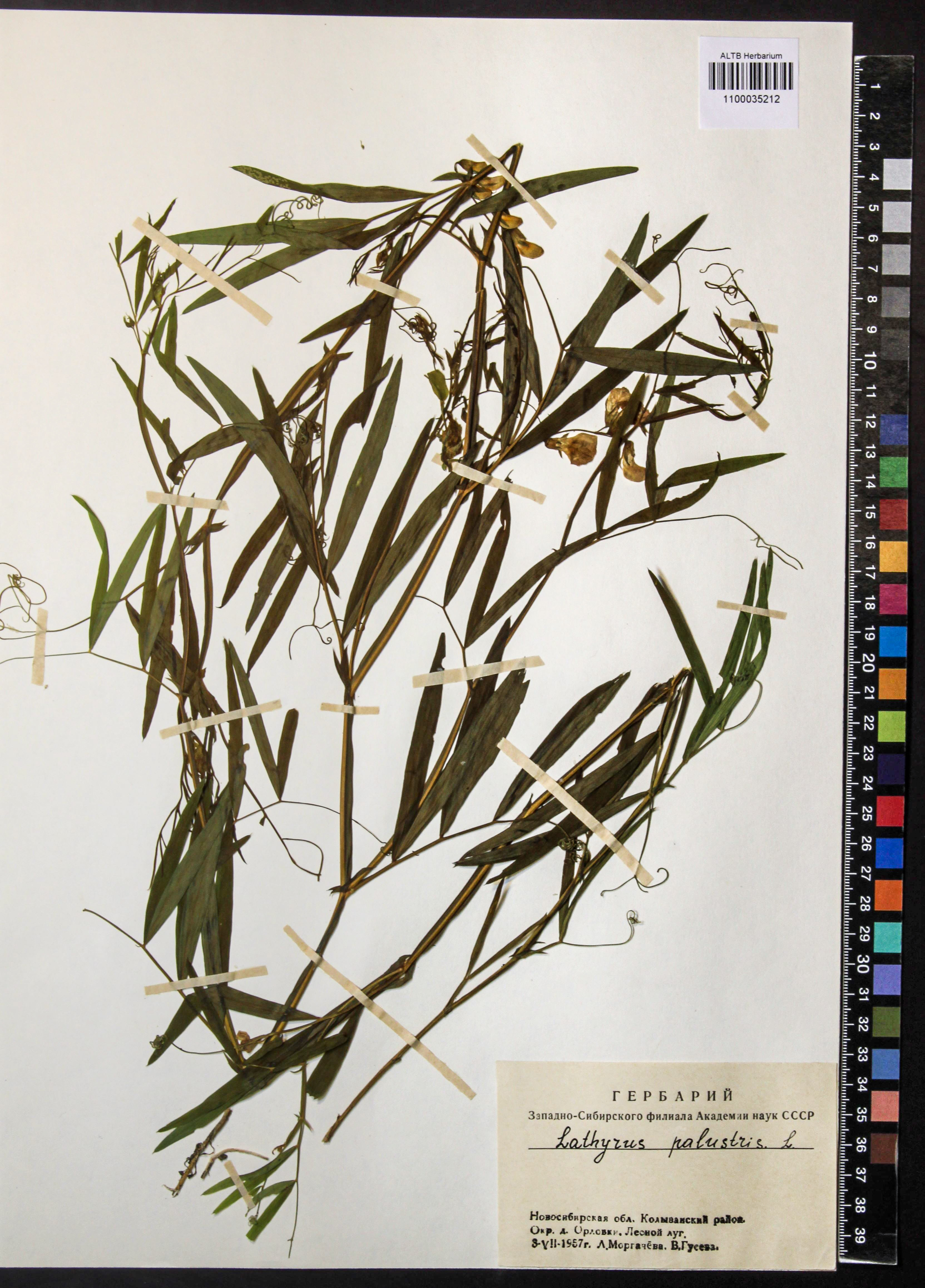 Lathyrus palustris L.