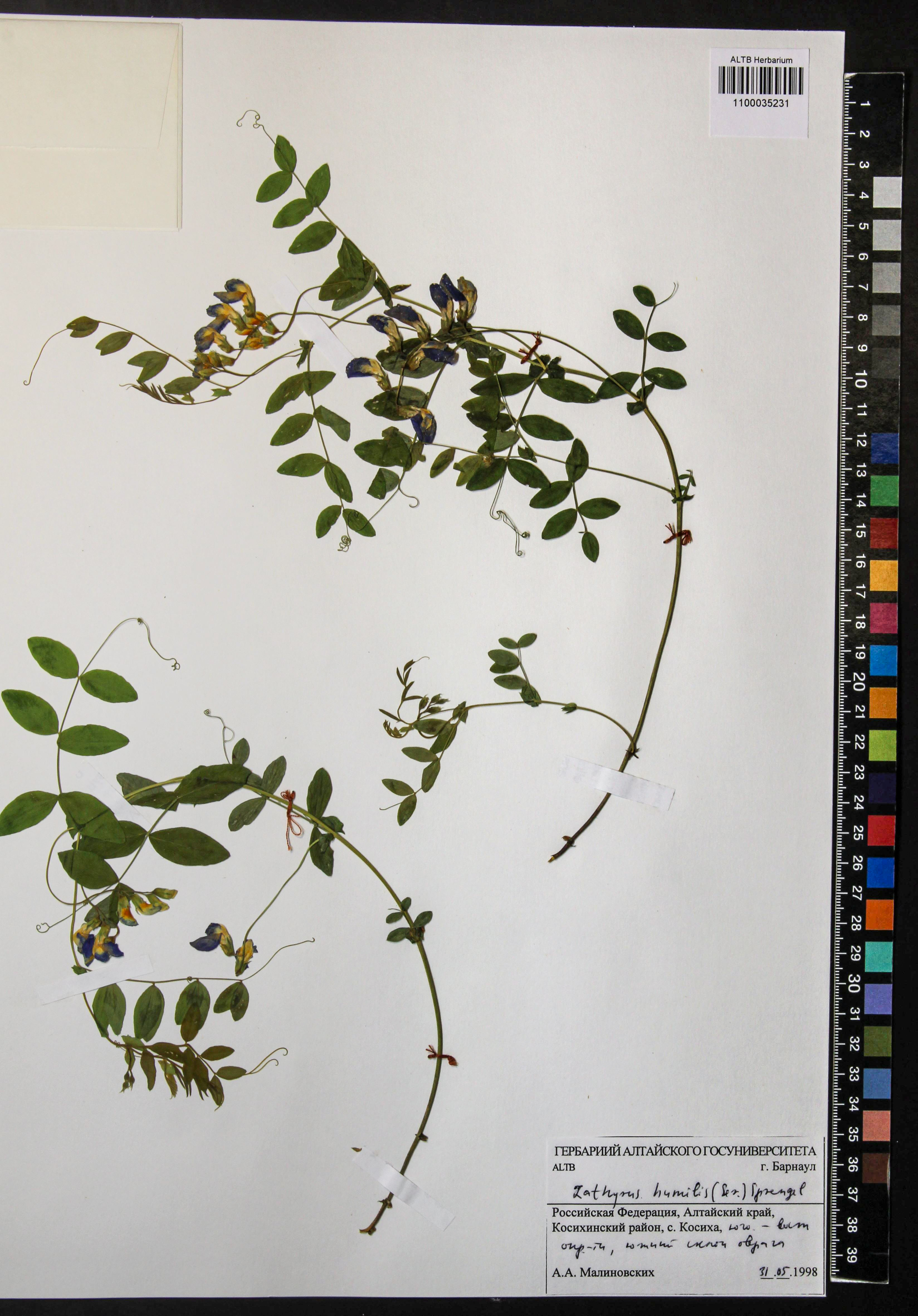 Lathyrus humilis (Ser.) Fisch. ex Spreng.