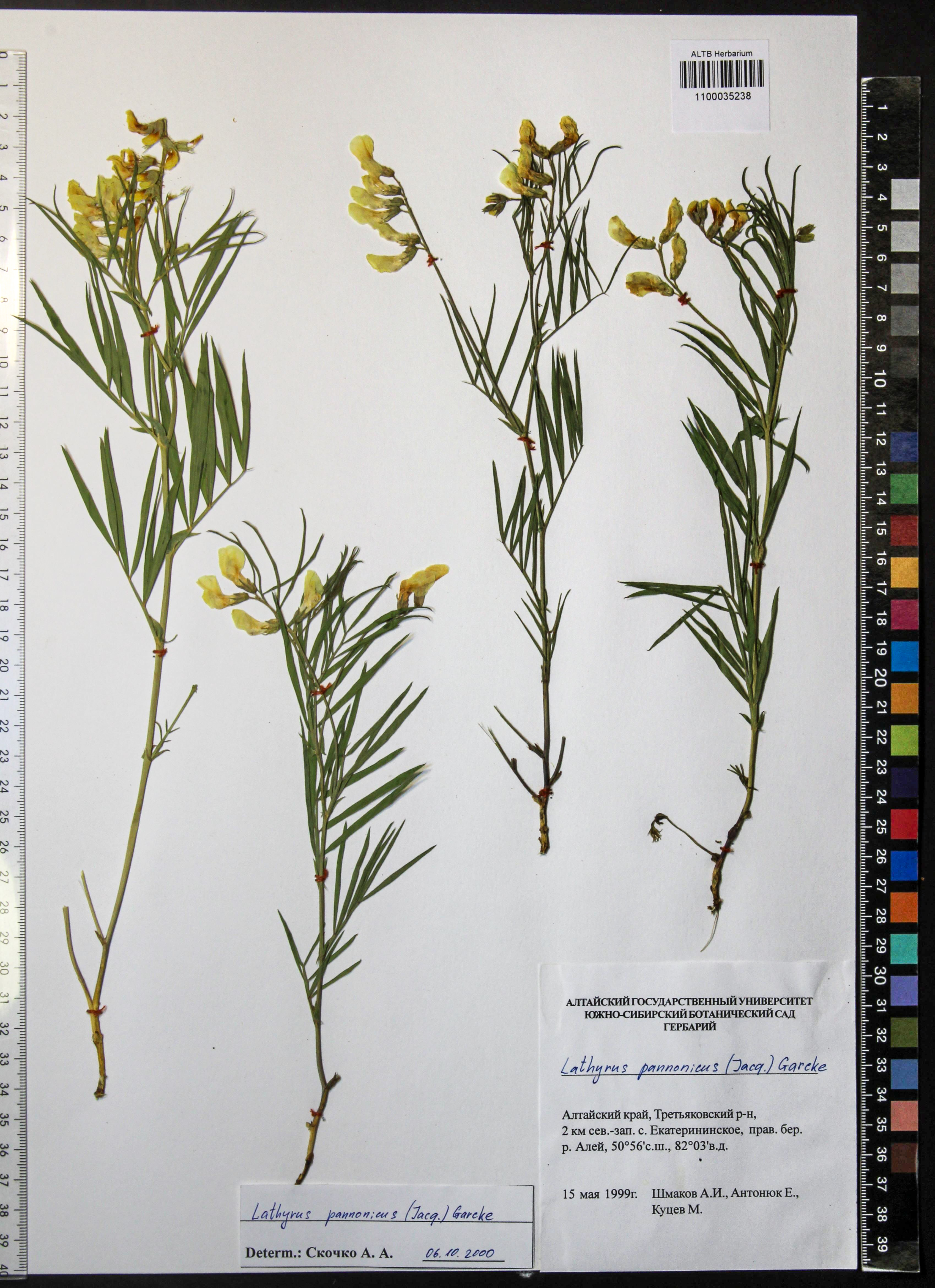 Lathyrus pannonicus Garcke