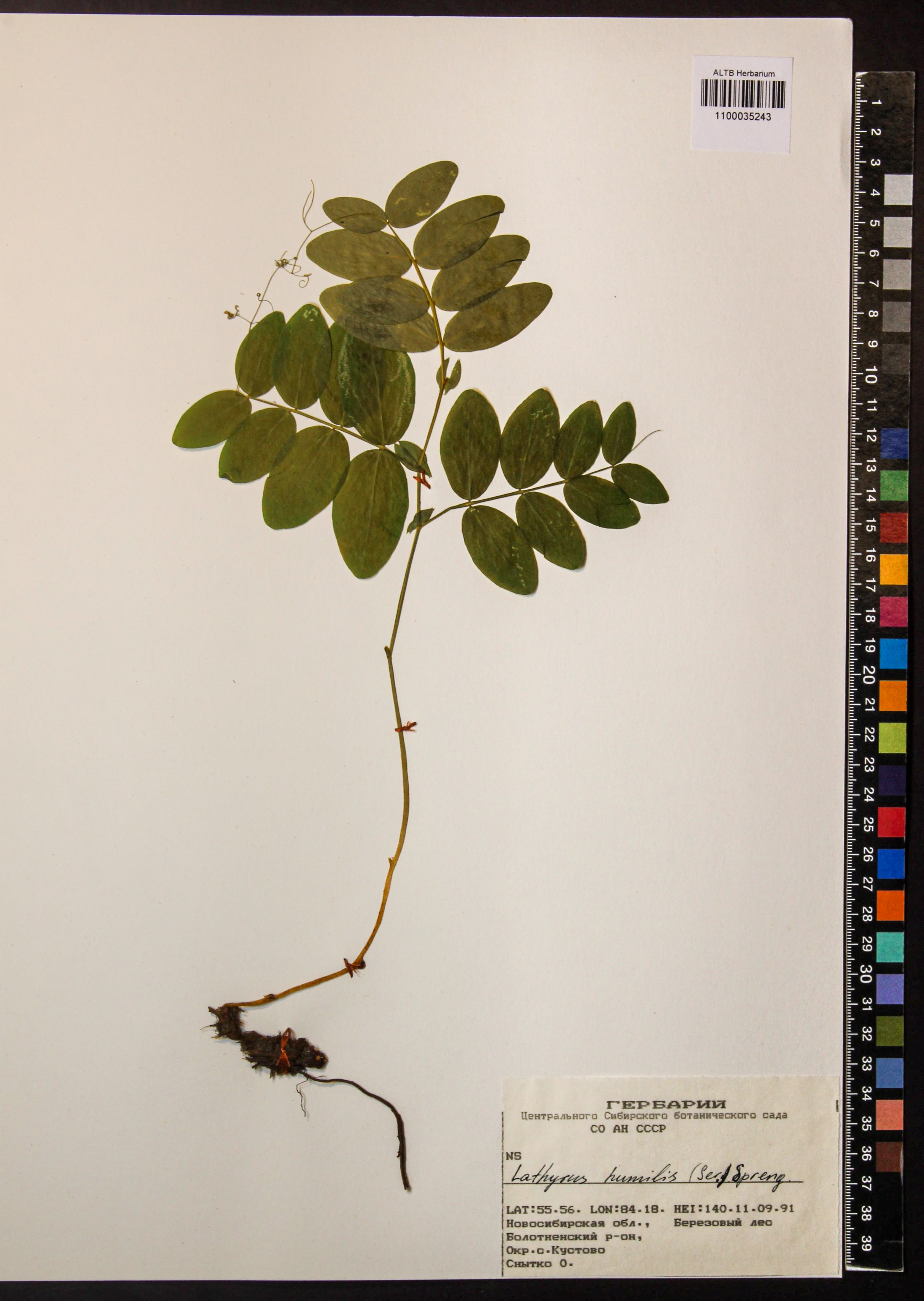 Lathyrus humilis (Ser.) Fisch. ex Spreng.