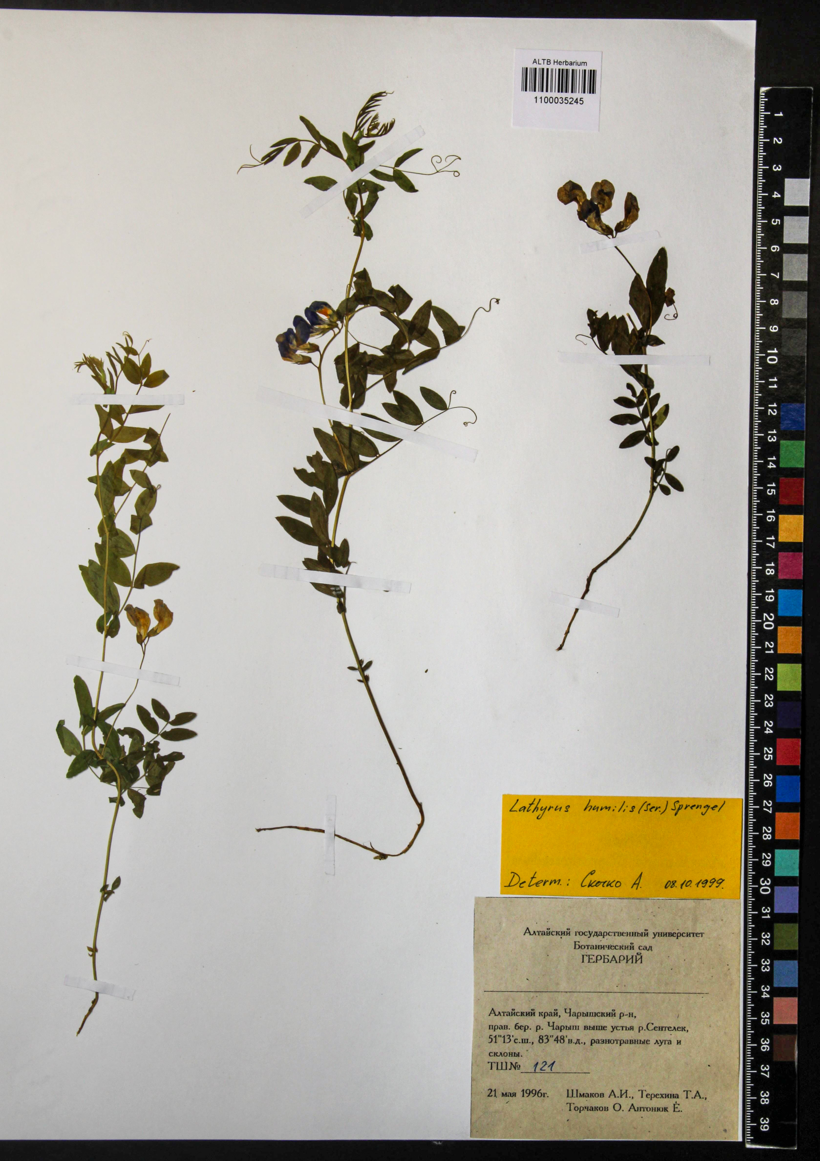 Lathyrus humilis (Ser.) Fisch. ex Spreng.