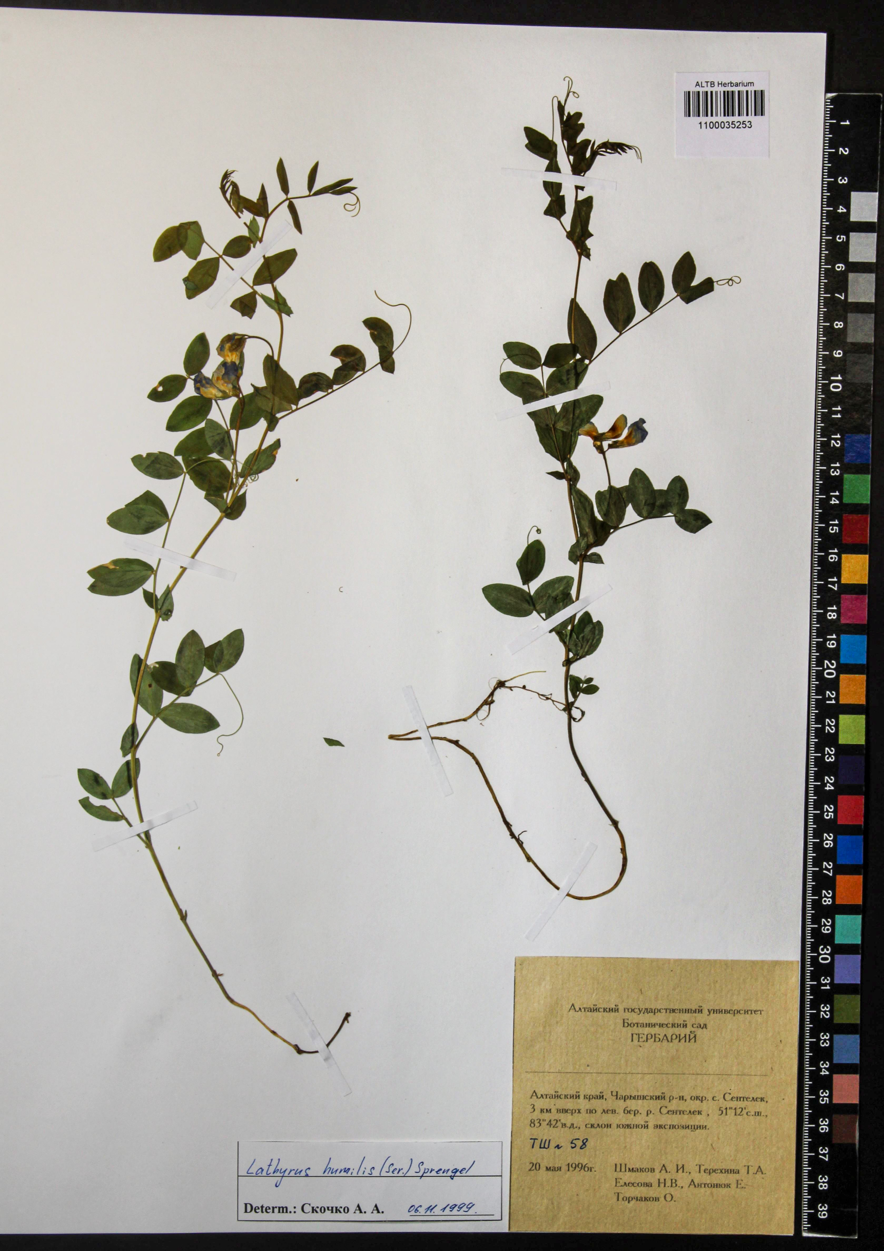 Lathyrus humilis (Ser.) Fisch. ex Spreng.