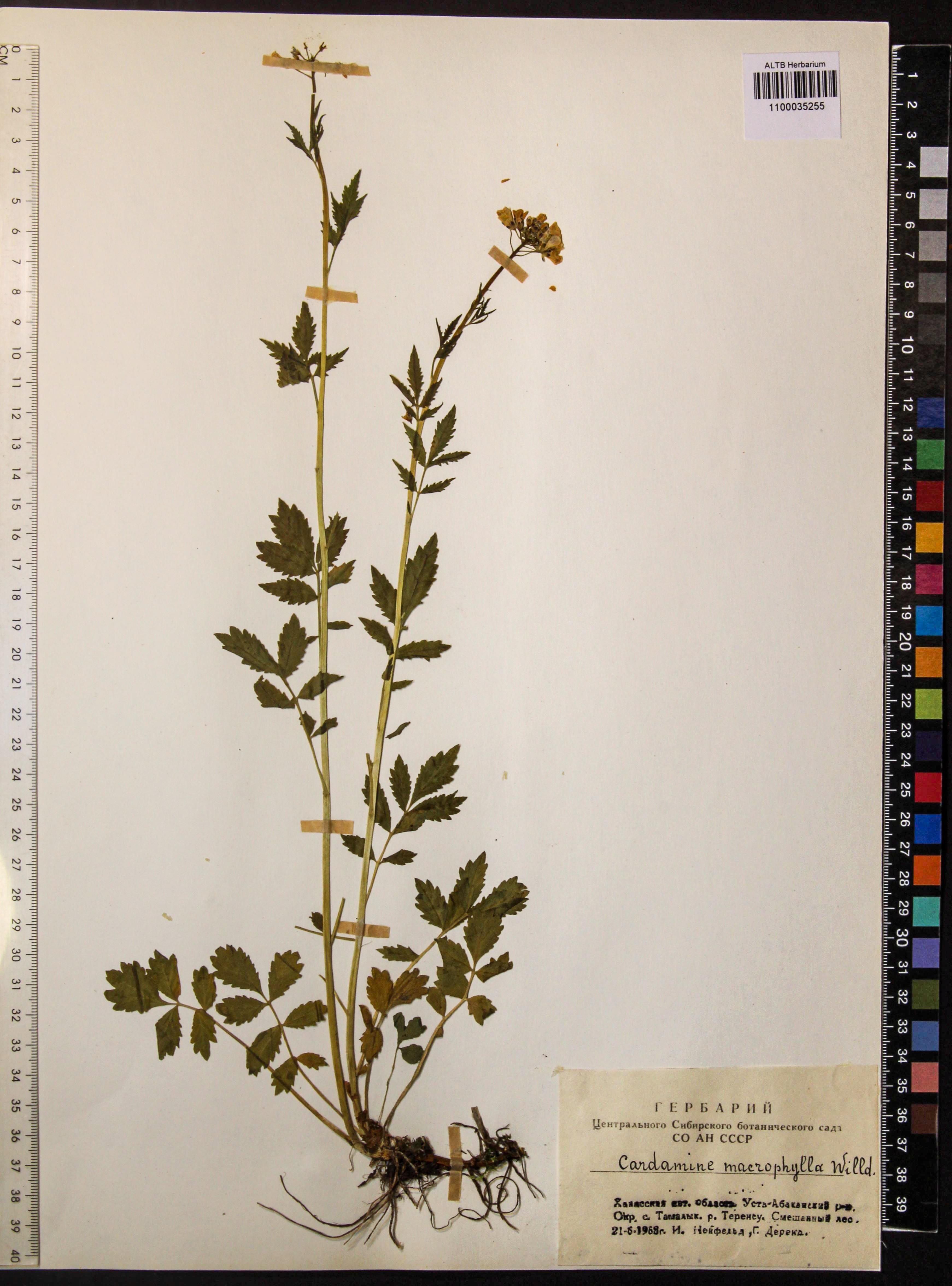 Cardamine macrophylla Willd.