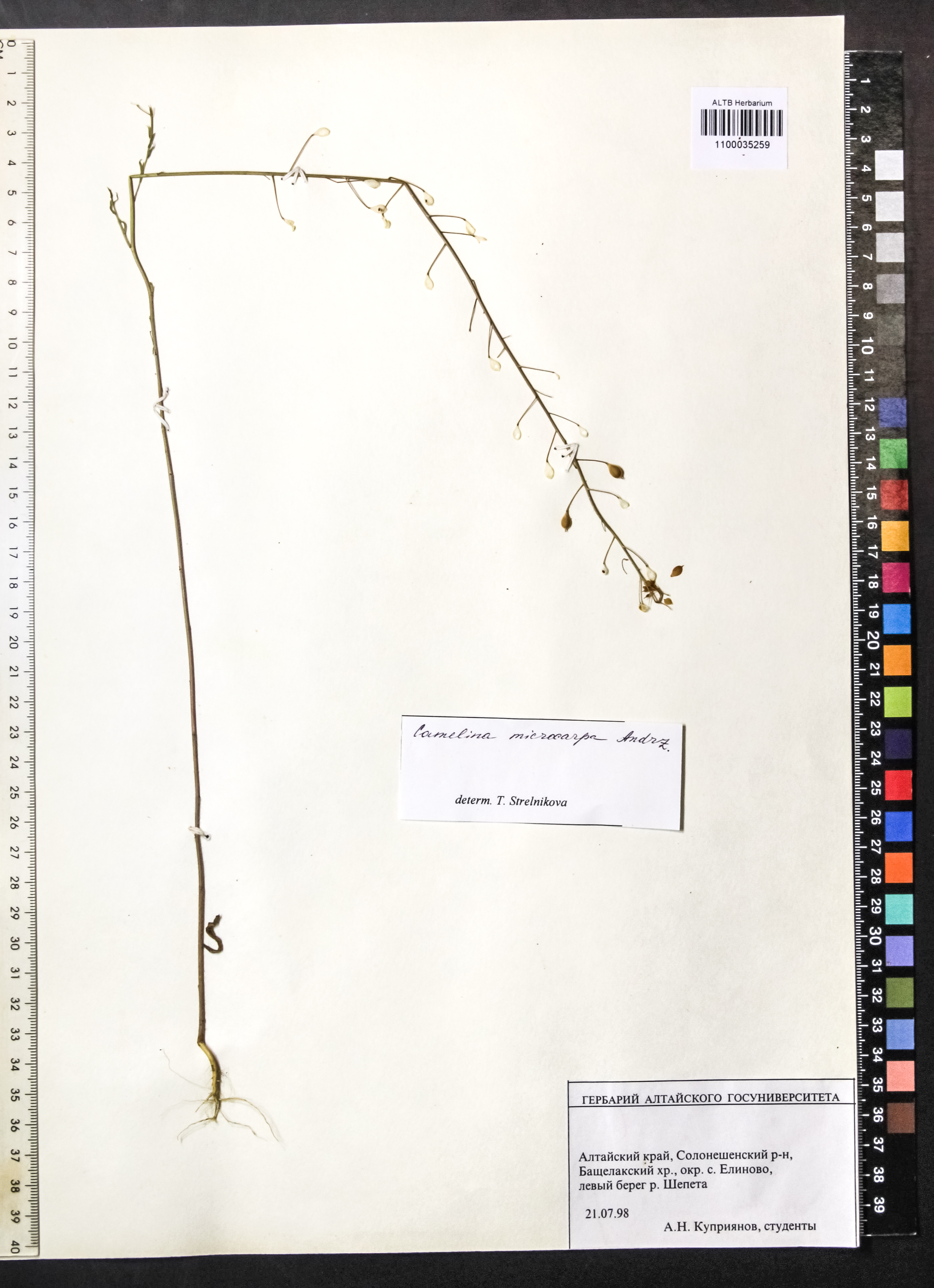 Camelina microcarpa Andrz. ex DC.