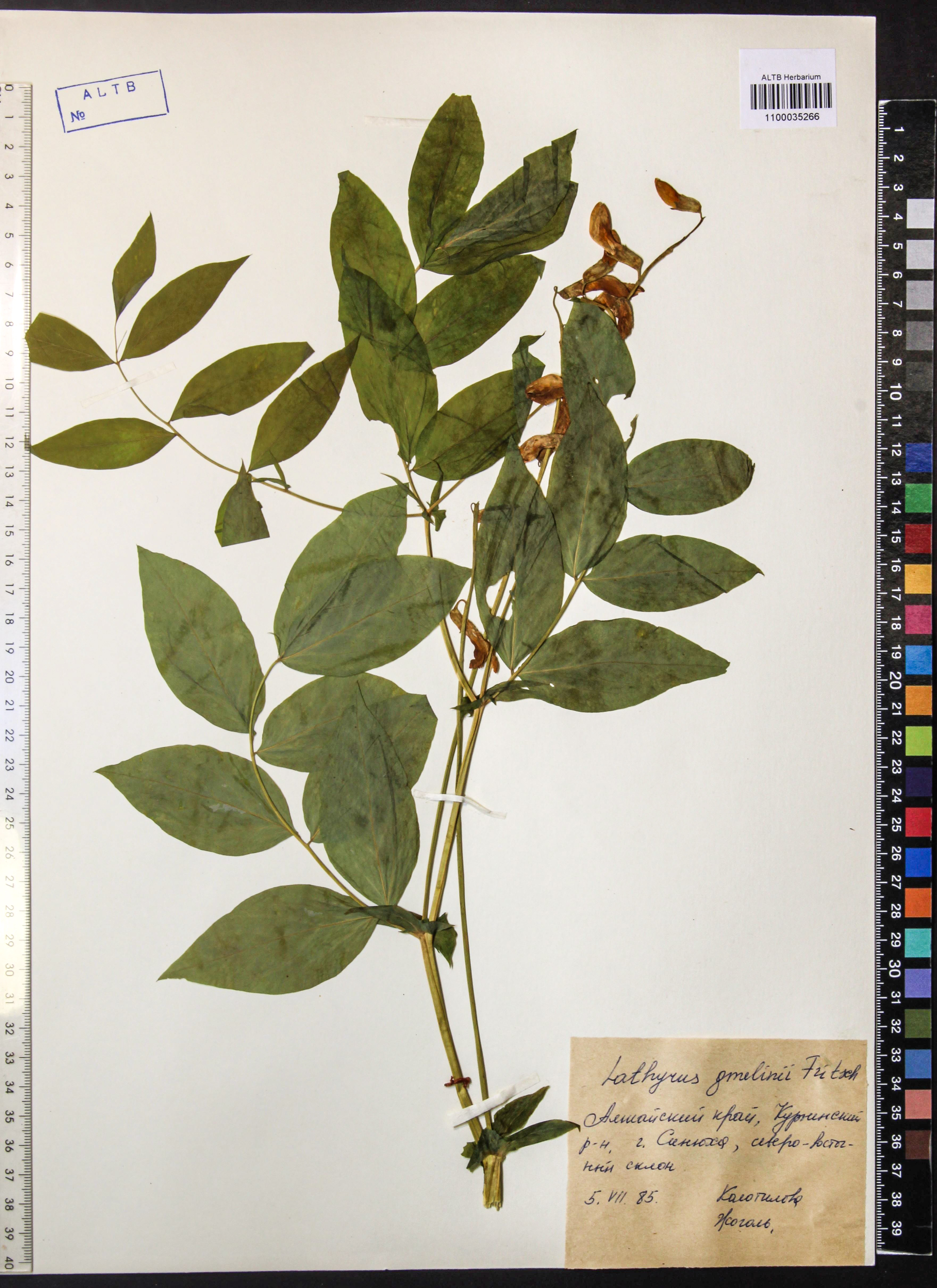 Lathyrus gmelinii Fritsch