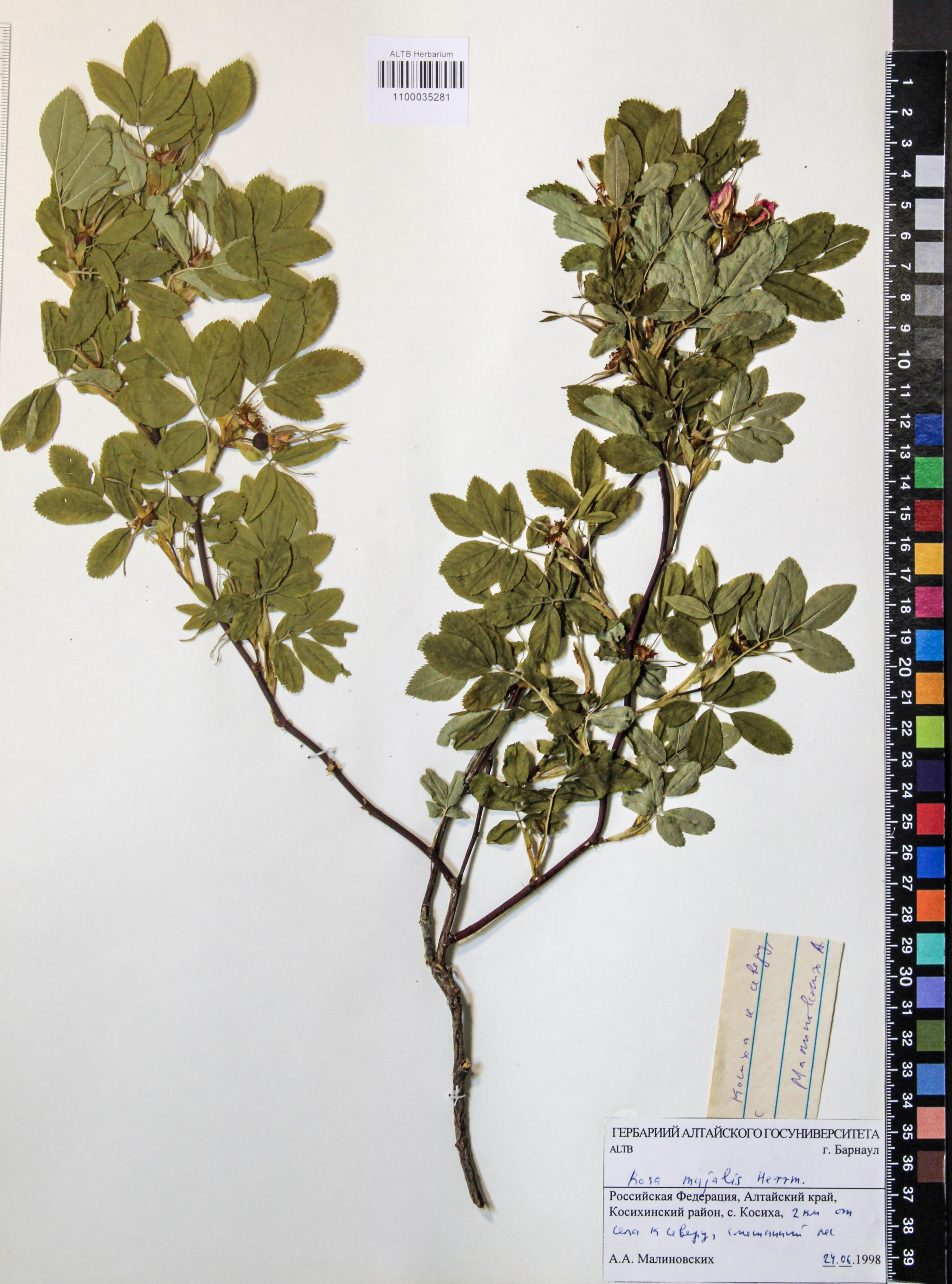 Rosa majalis Herrm.
