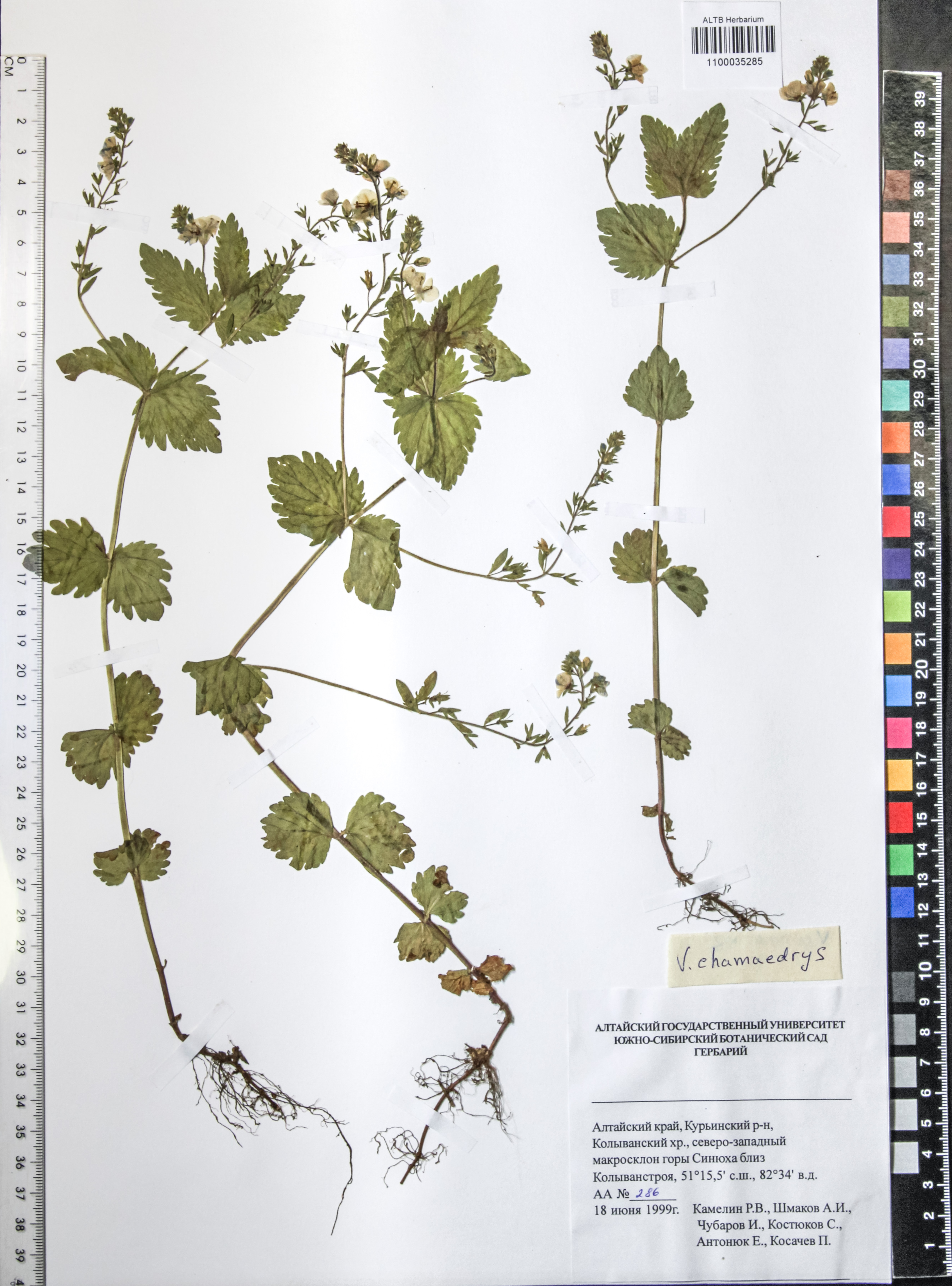 Veronica chamaedrys L.