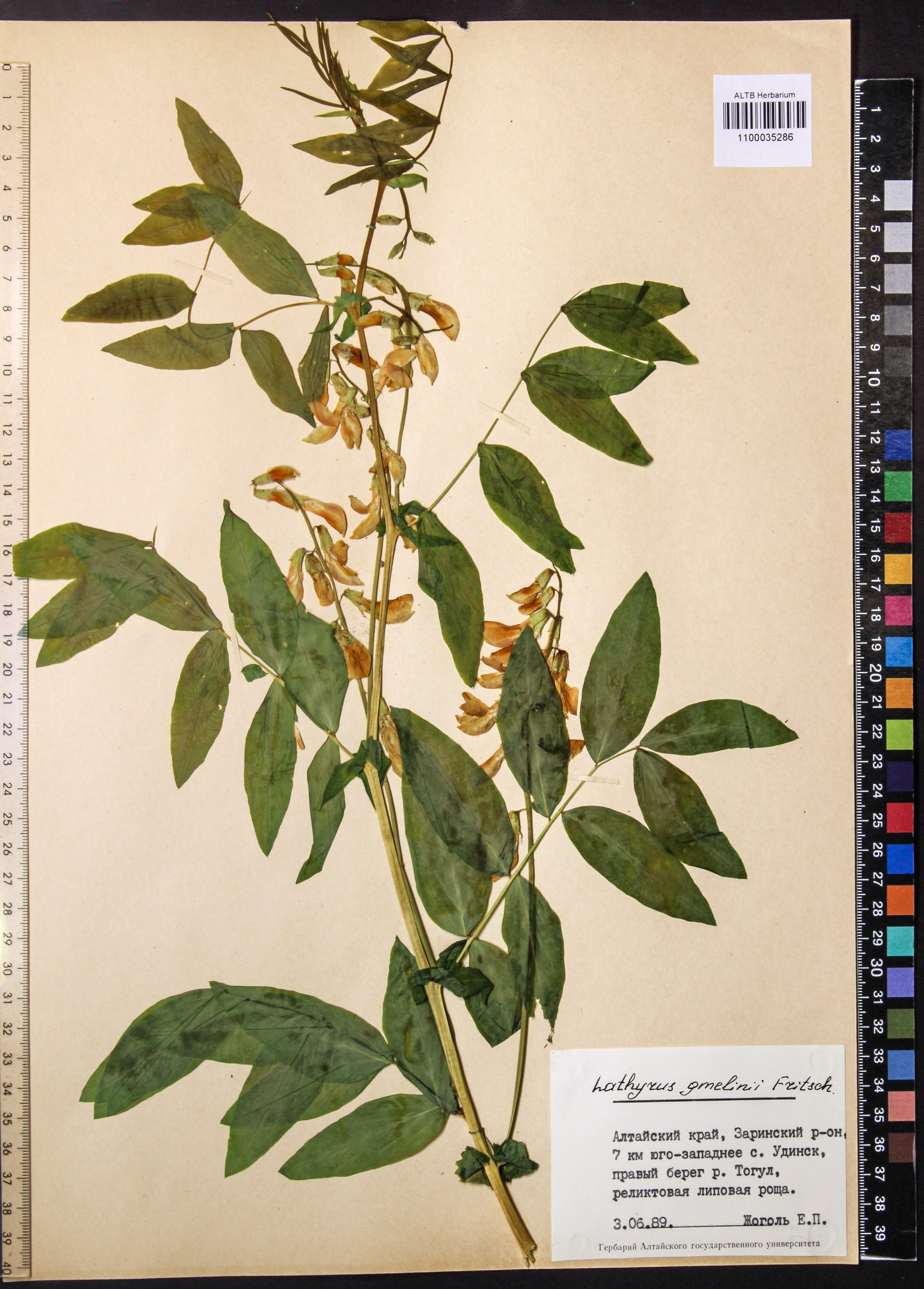Lathyrus gmelinii Fritsch