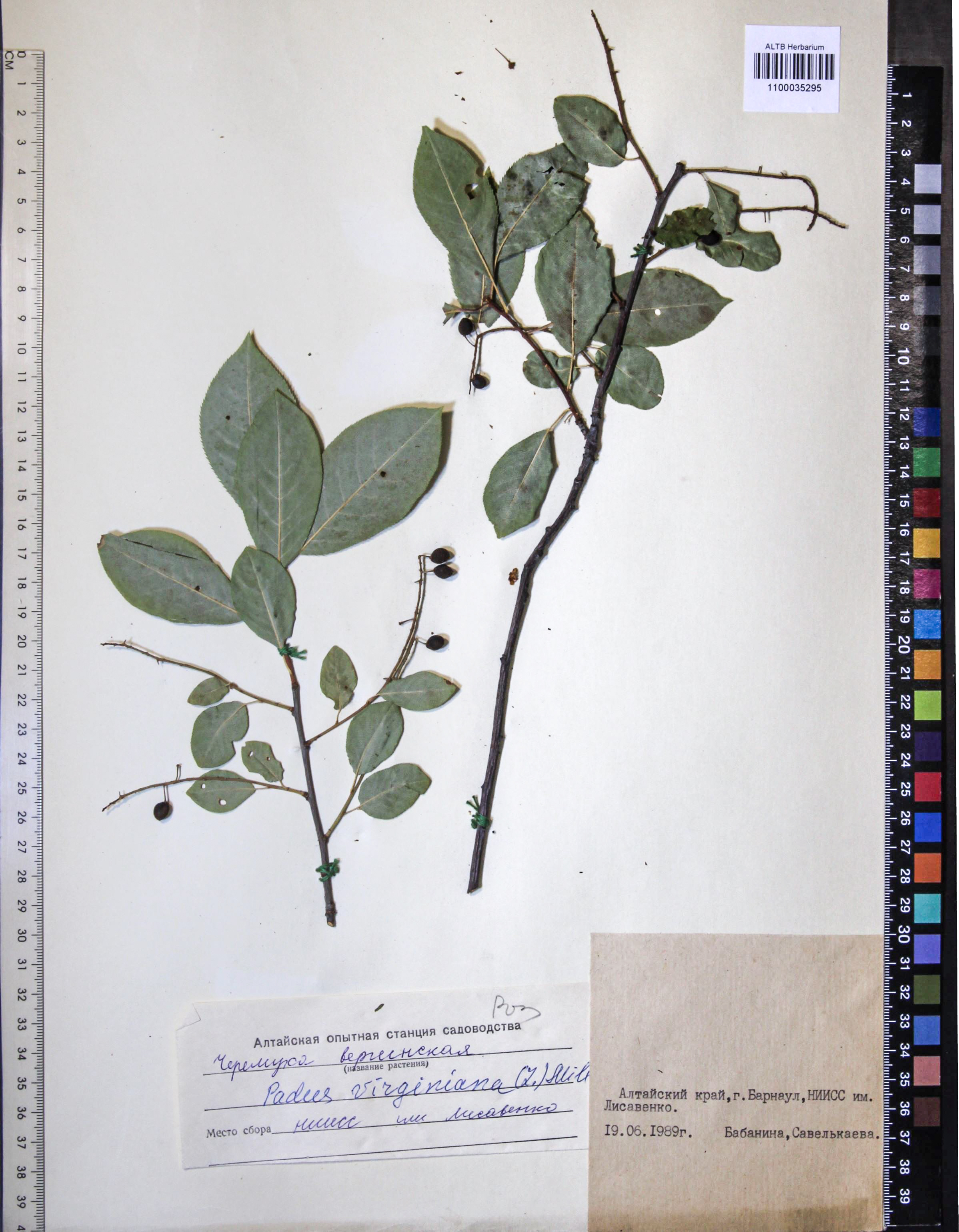 Padus virginiana (L.) M.Roem.