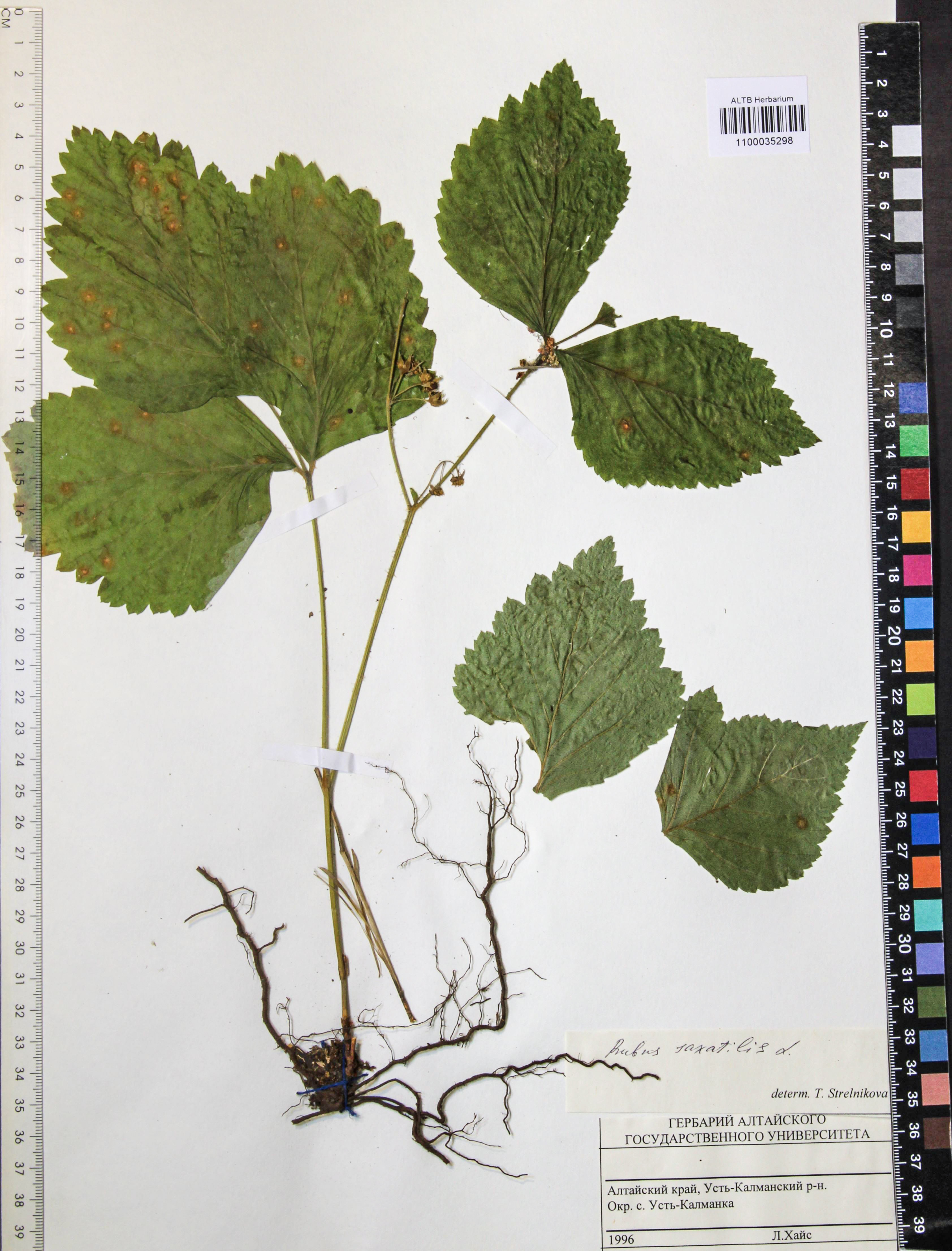 Rubus saxatilis L.