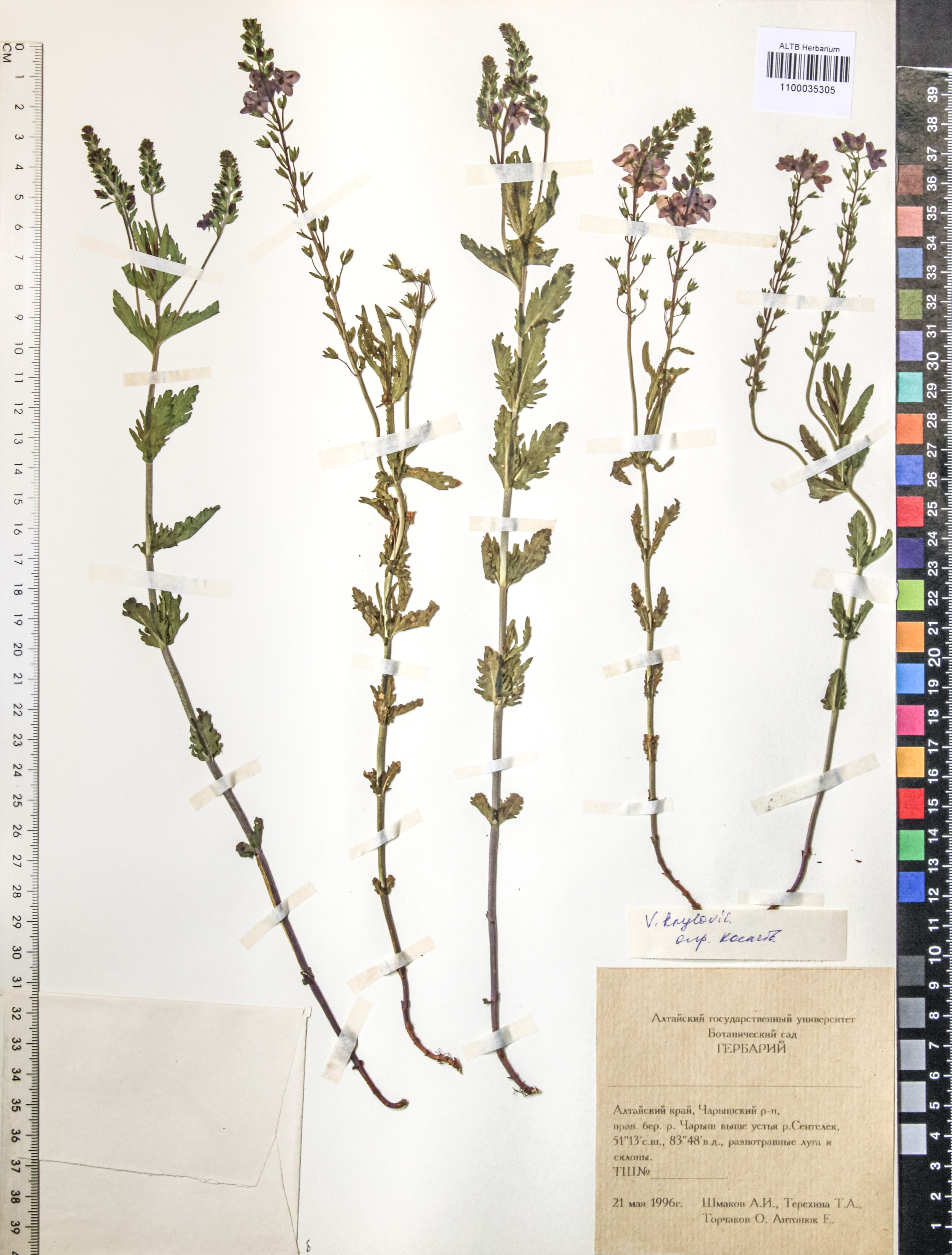Veronica krylovii Schischk.