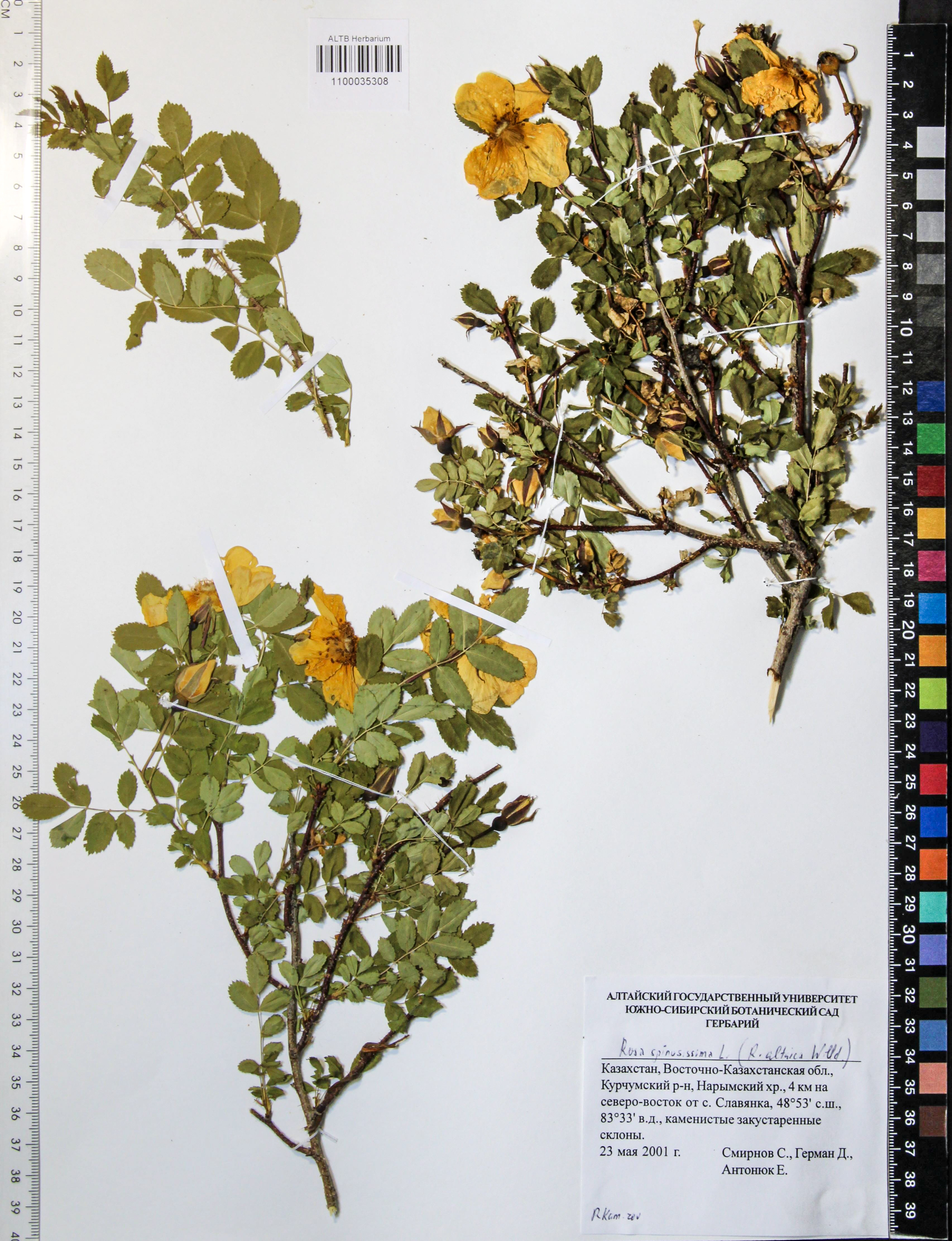 Rosa spinosissima L.