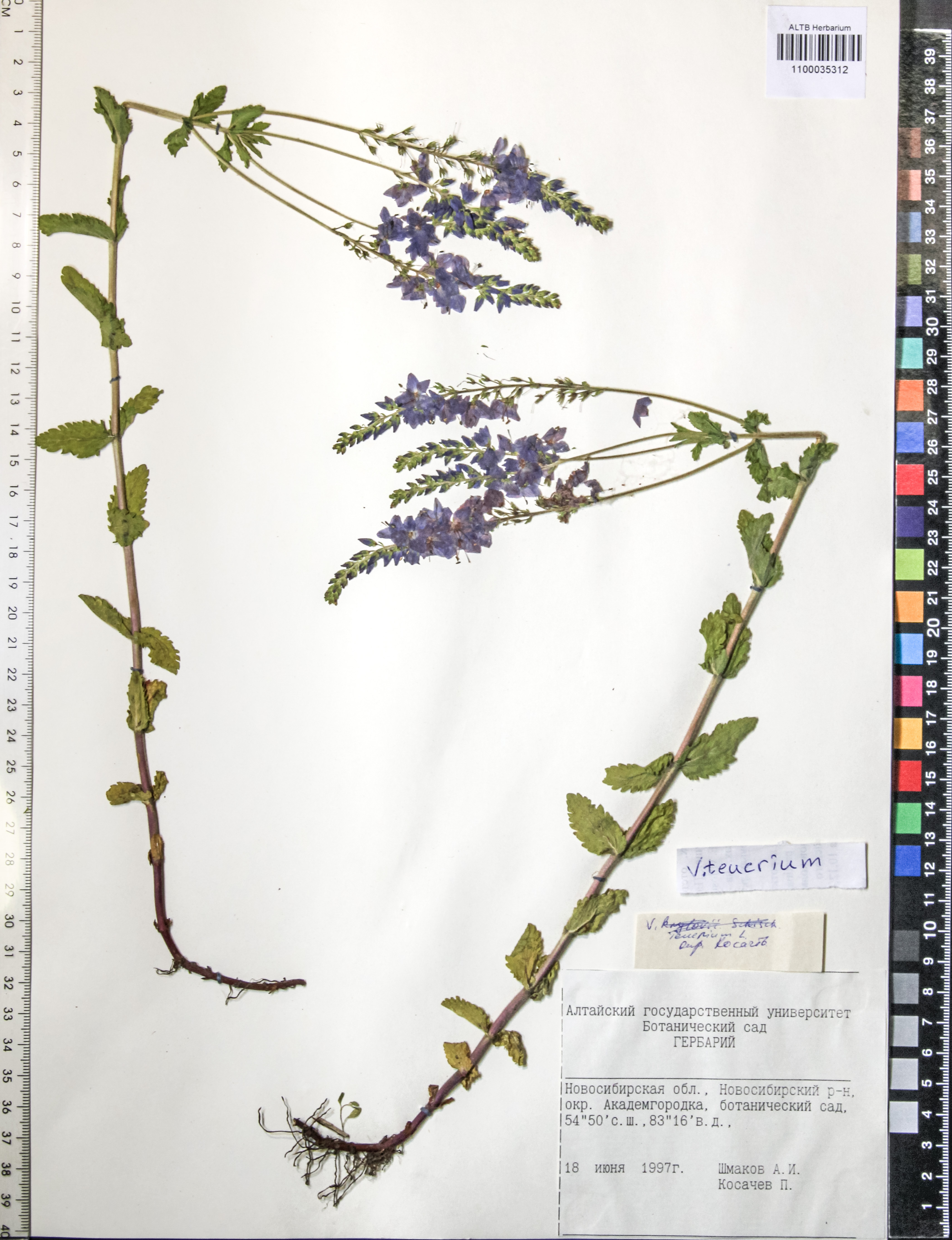 Veronica teucrium L.