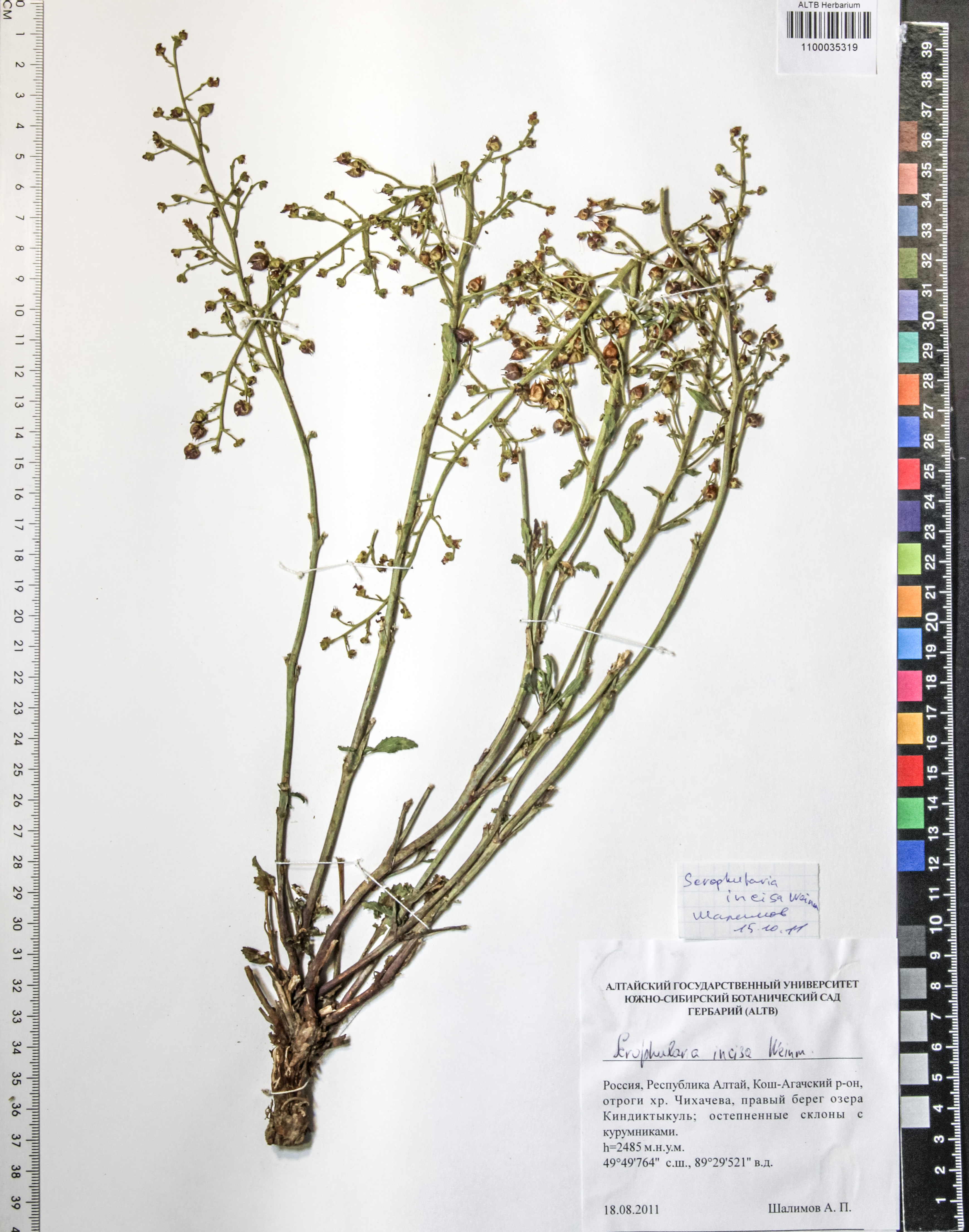 Scrophularia incisa Weinm.