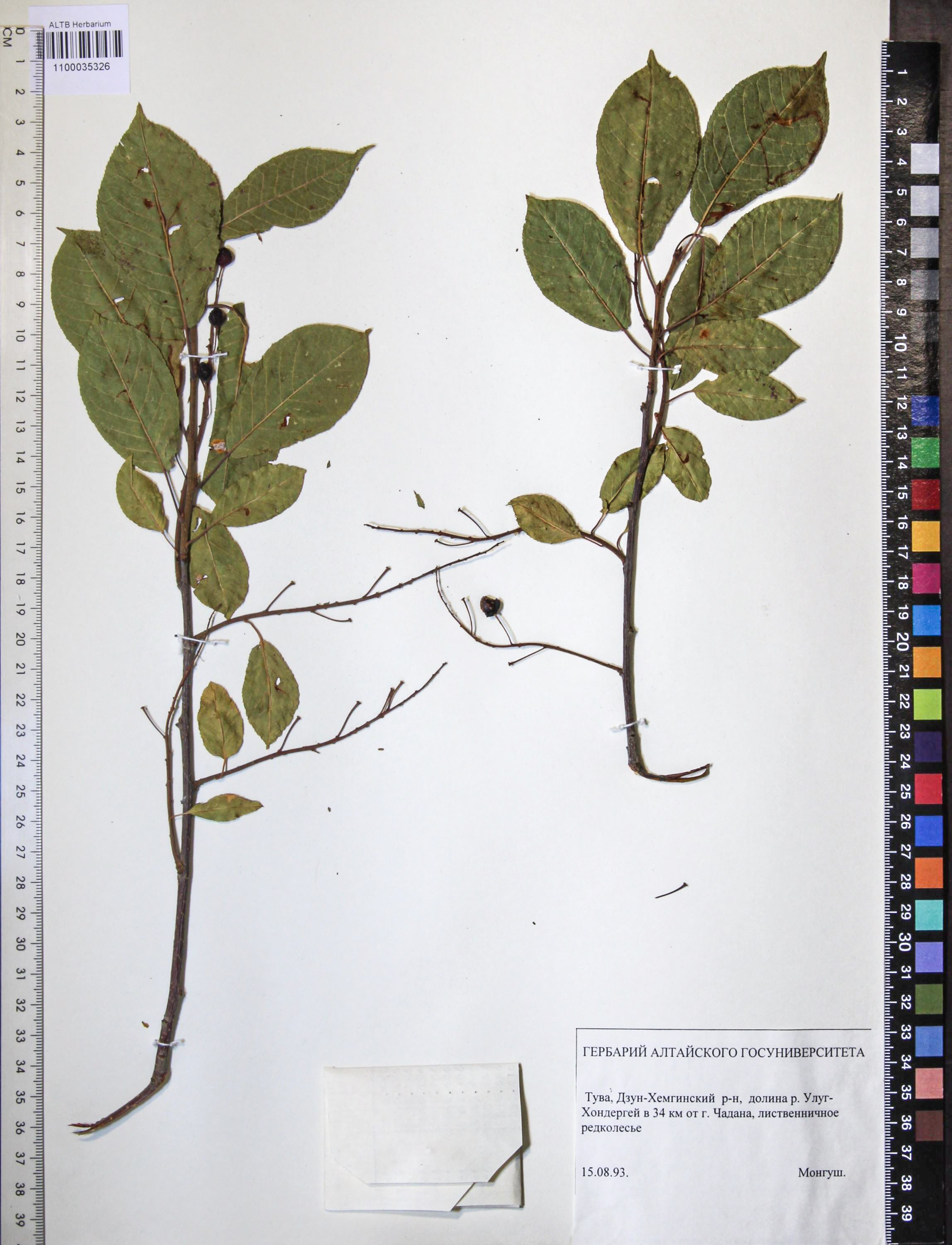 Prunus padus L.