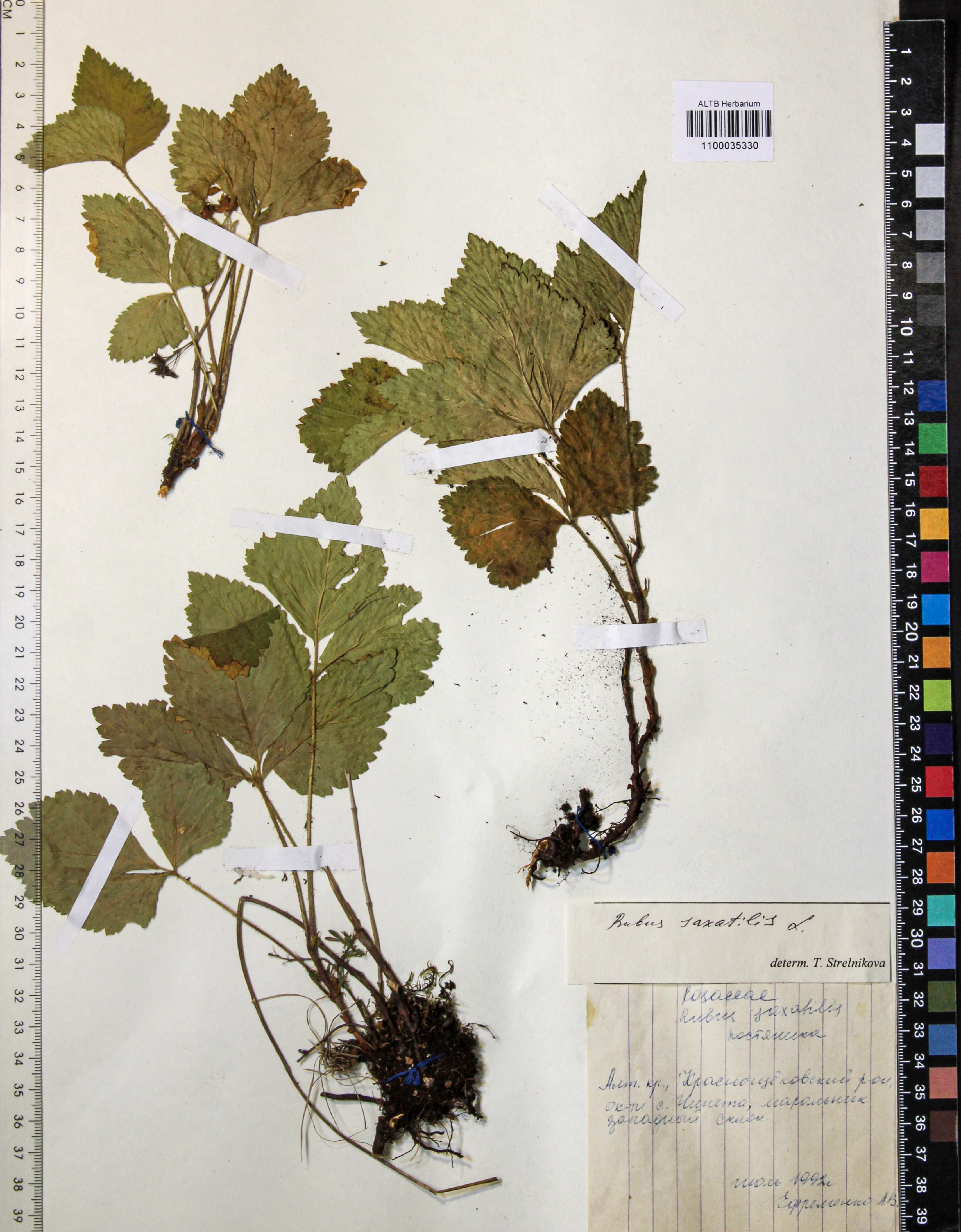 Rubus saxatilis L.