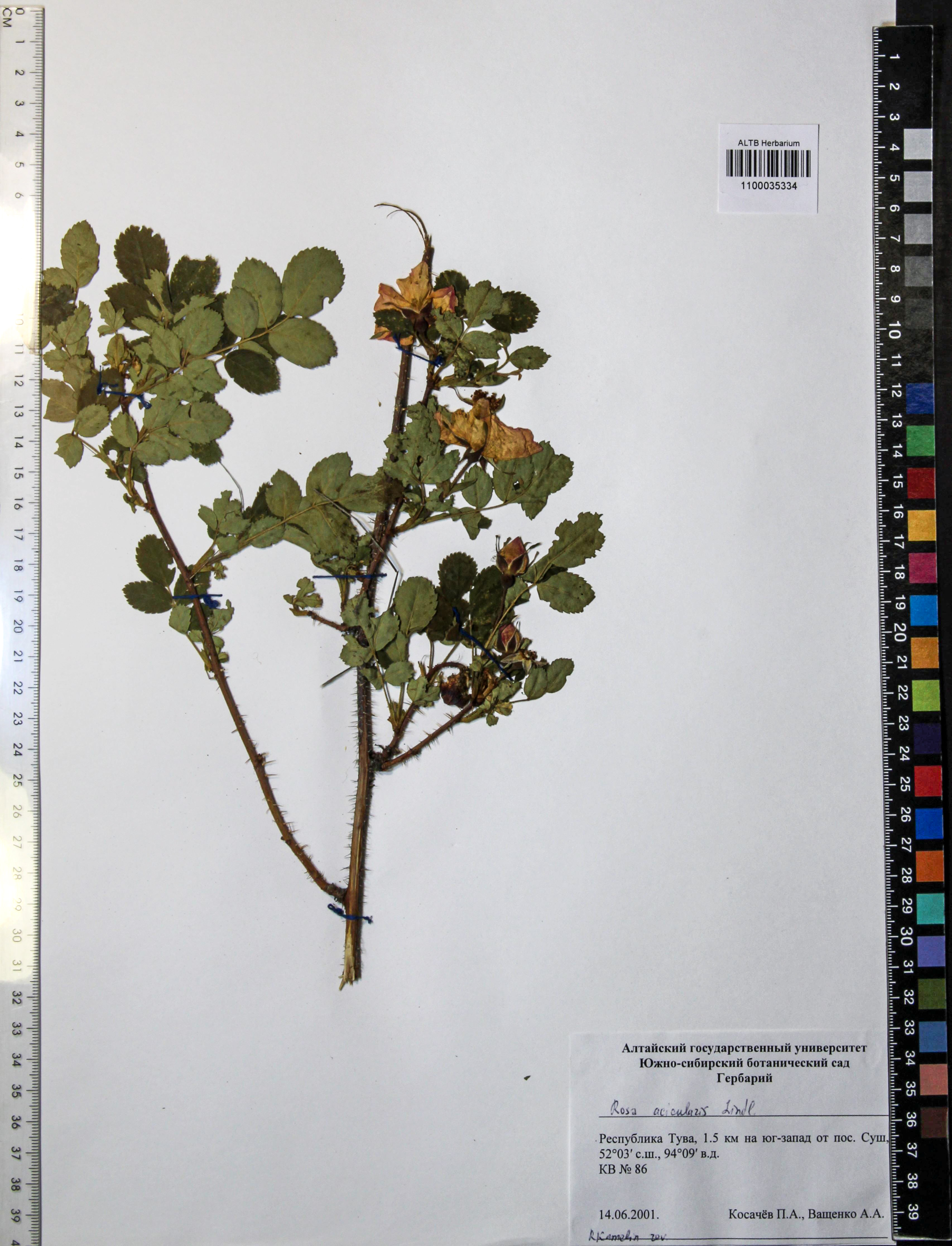 Rosa acicularis Lindl.