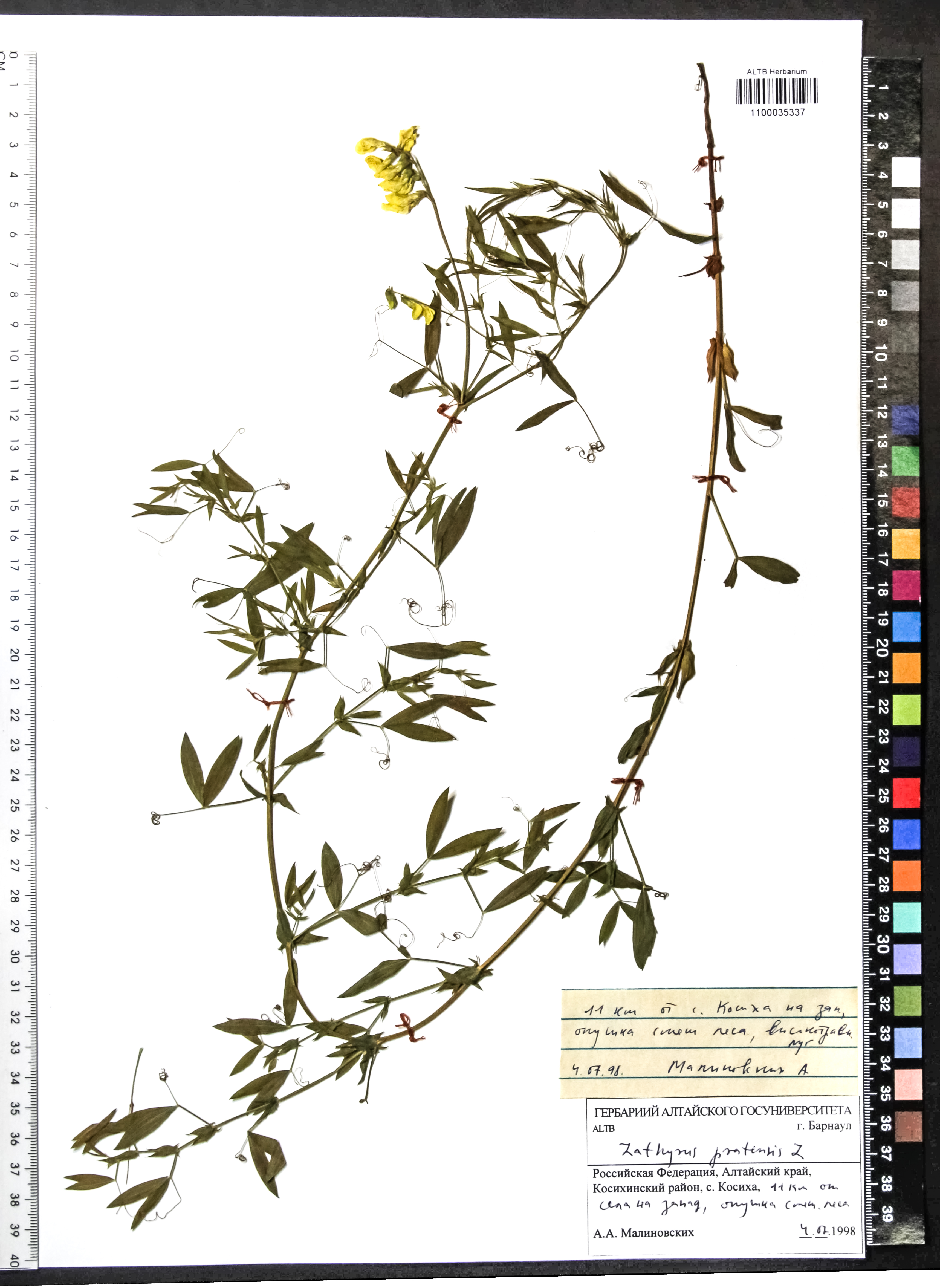 Lathyrus pratensis L.